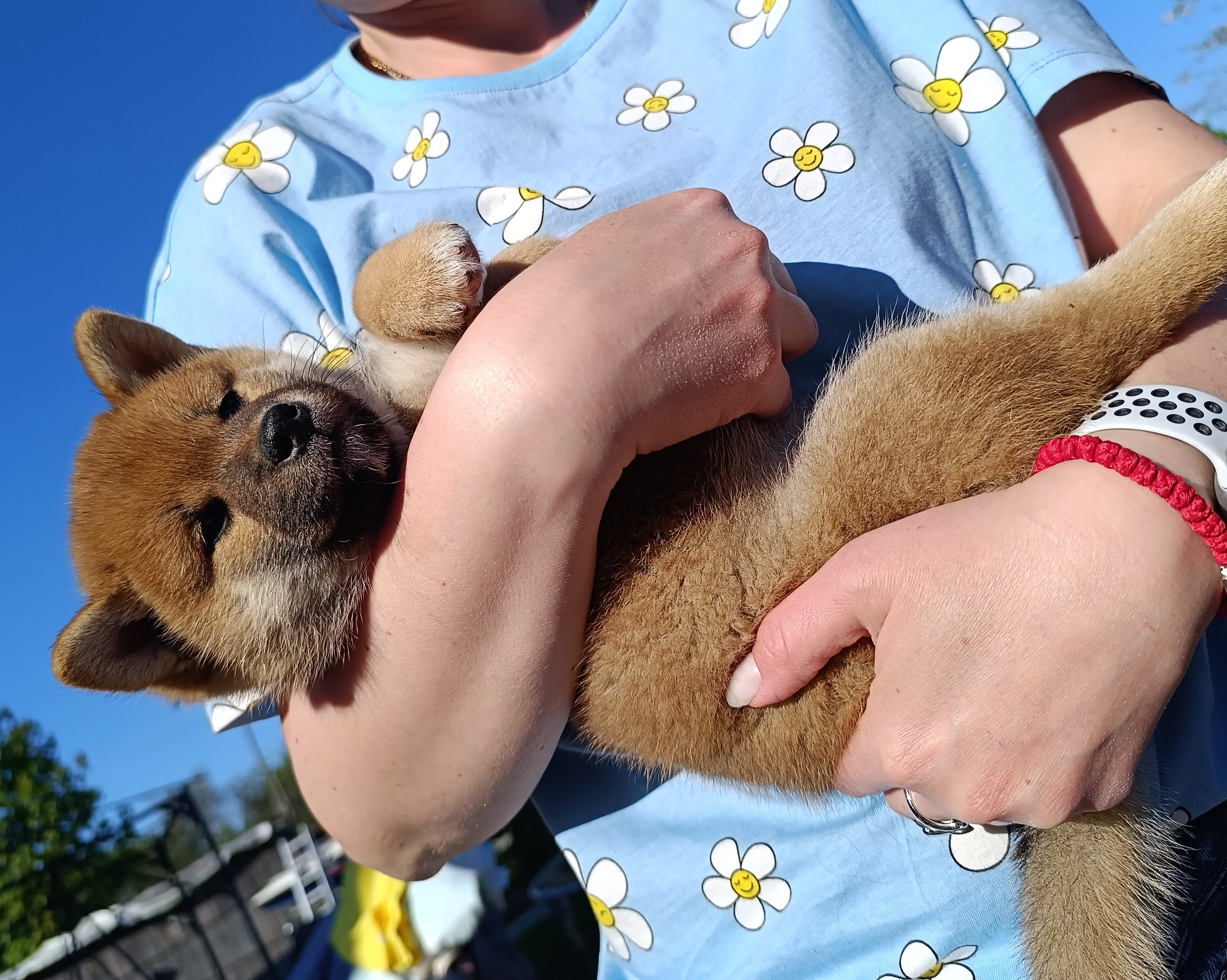 сиба питомник Рубилайт щенки на продажу rubylight  сиба щенки купить СПб Санкт-Петербург