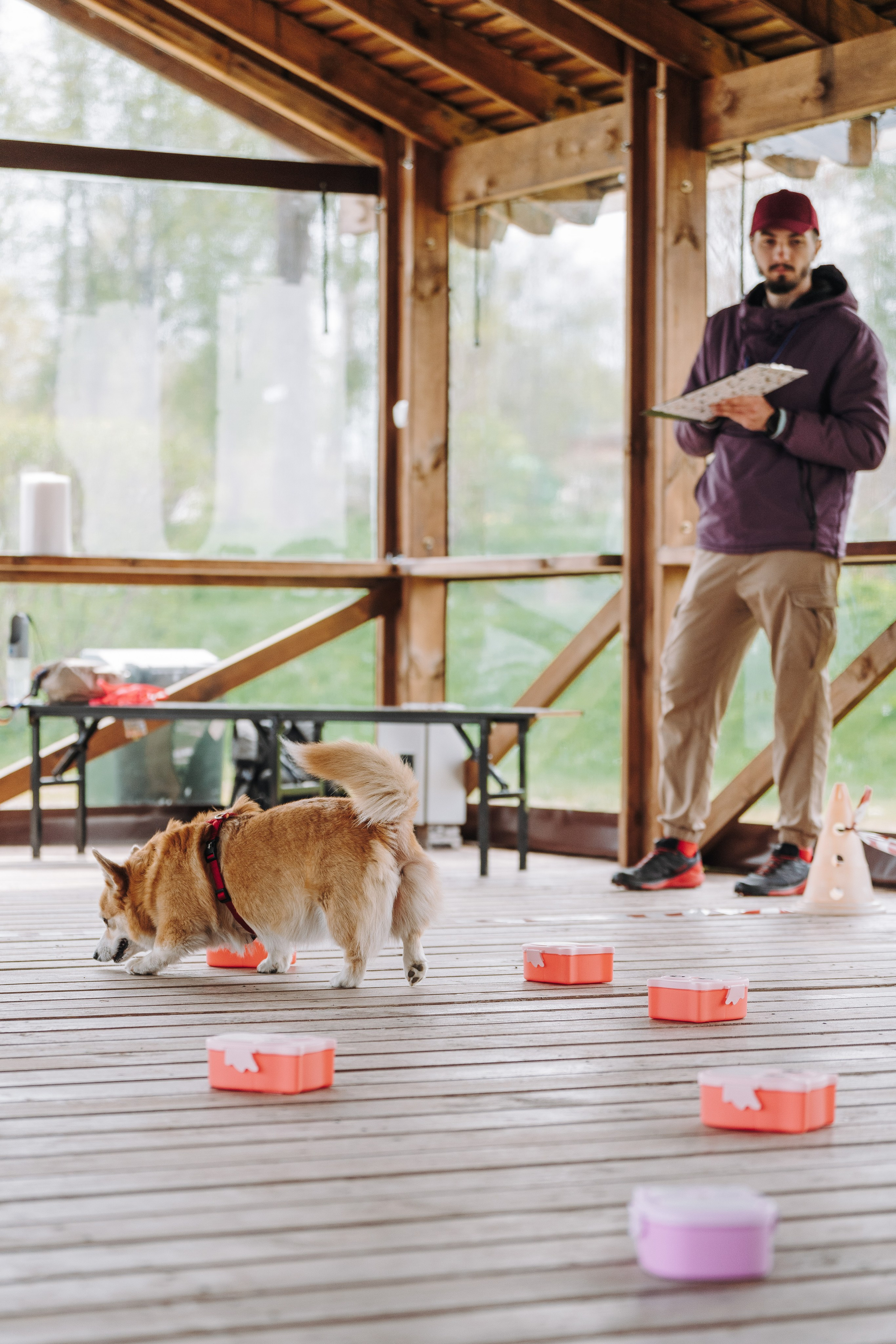 Соревнования по ноузворку в Лосево. Фотограф анималист в Спб недорого Олеся Майорова