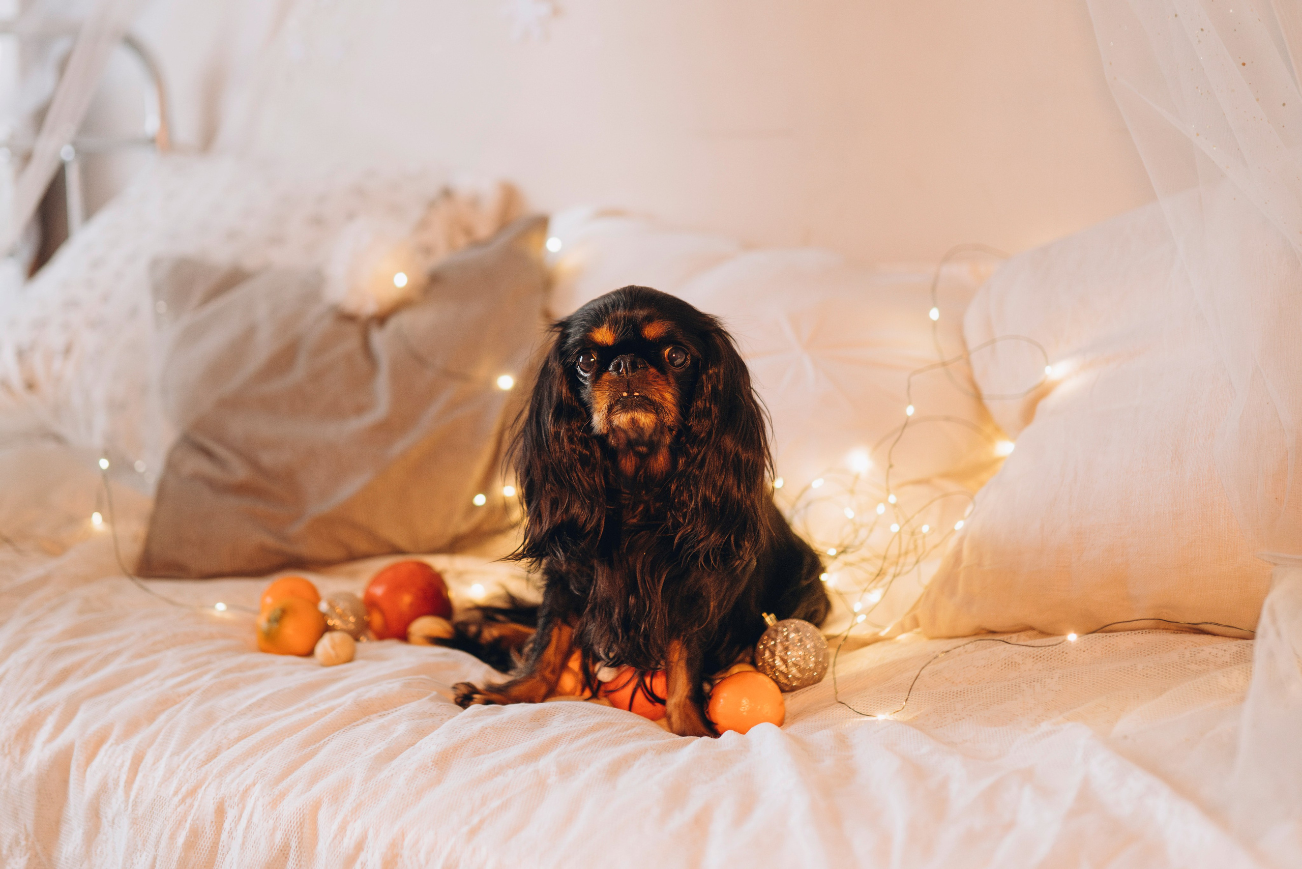 Ариша и её семья. Фотограф анималист в Спб недорого Олеся Майорова