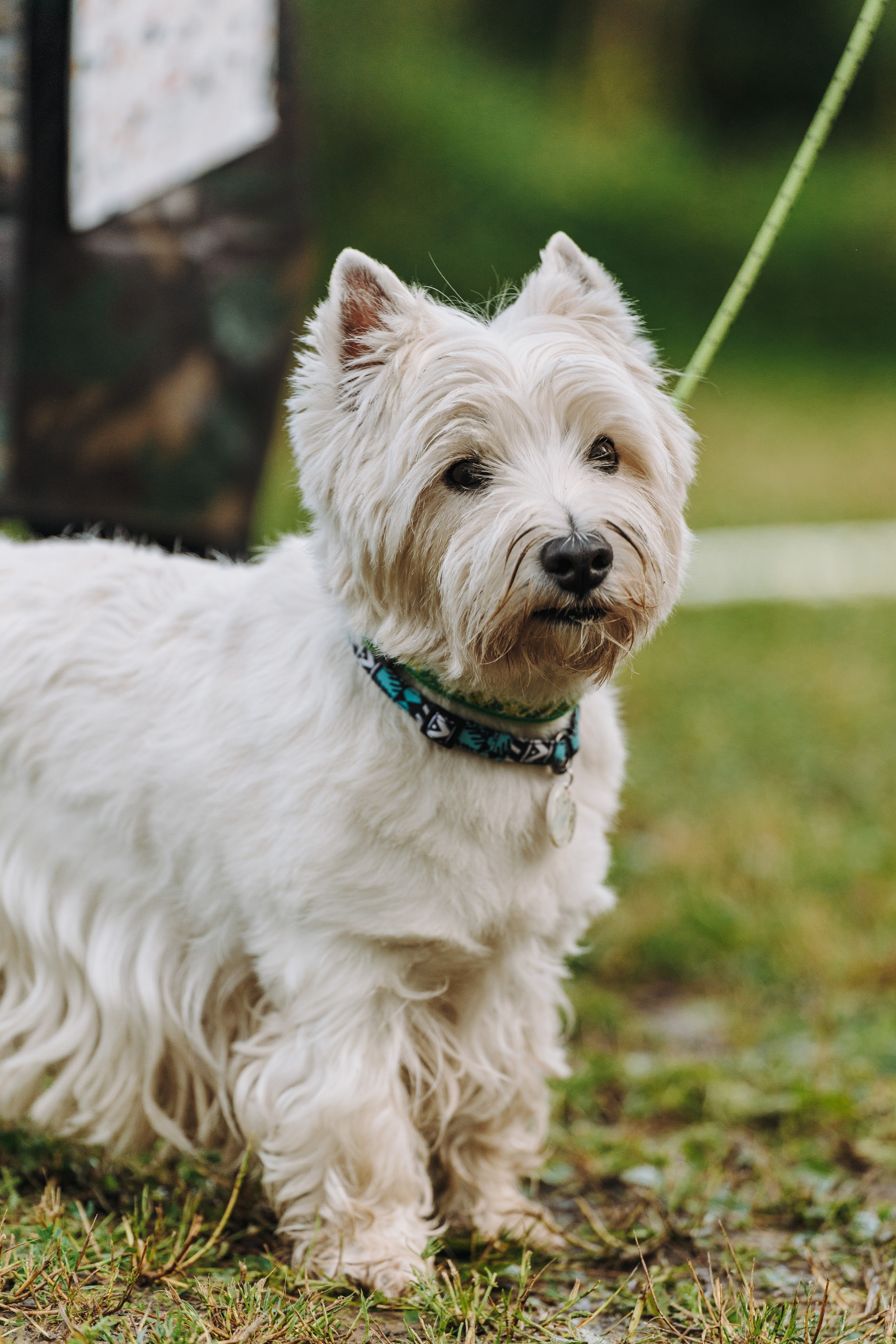 Соревнования по ноузворку в Новожилово. Фотограф анималист в Спб недорого Олеся Майорова