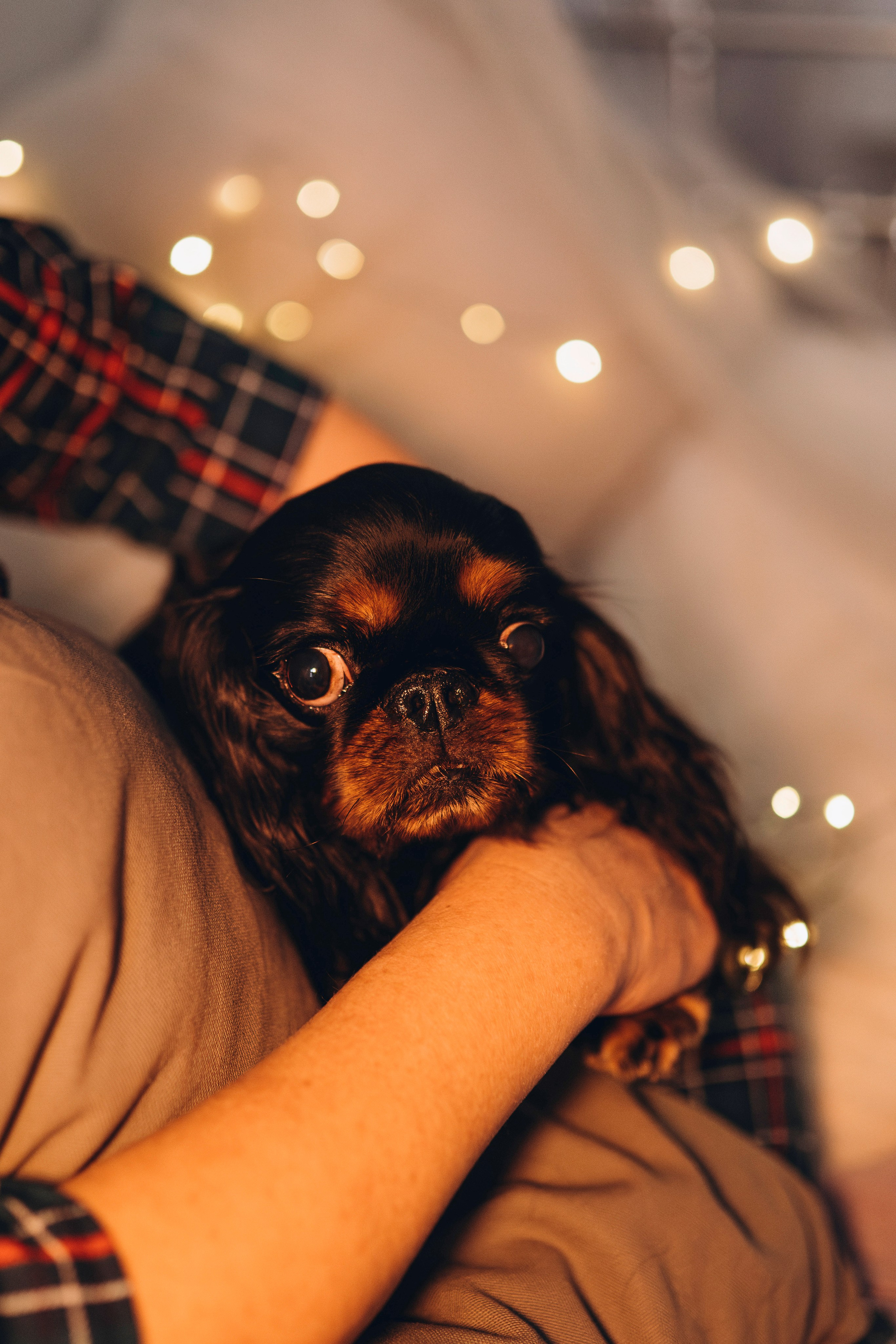 Ариша и её семья. Фотограф анималист в Спб недорого Олеся Майорова