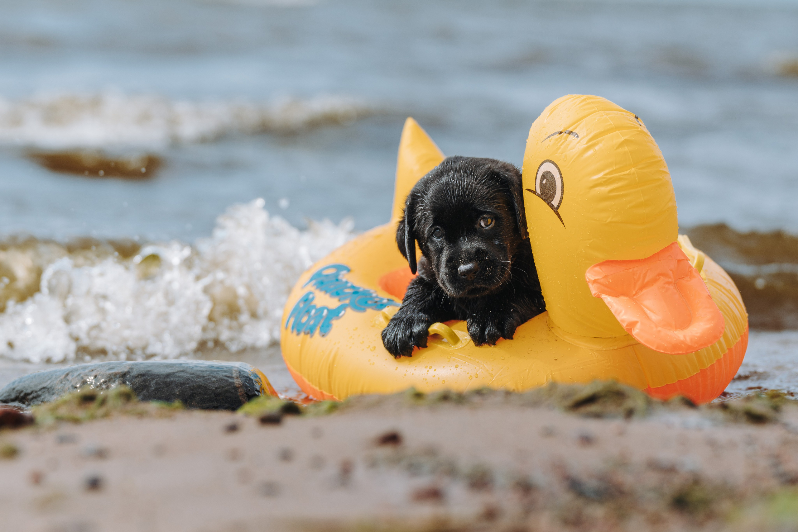 Лабрадорчики на пляже. Фотограф анималист в Спб недорого Олеся Майорова