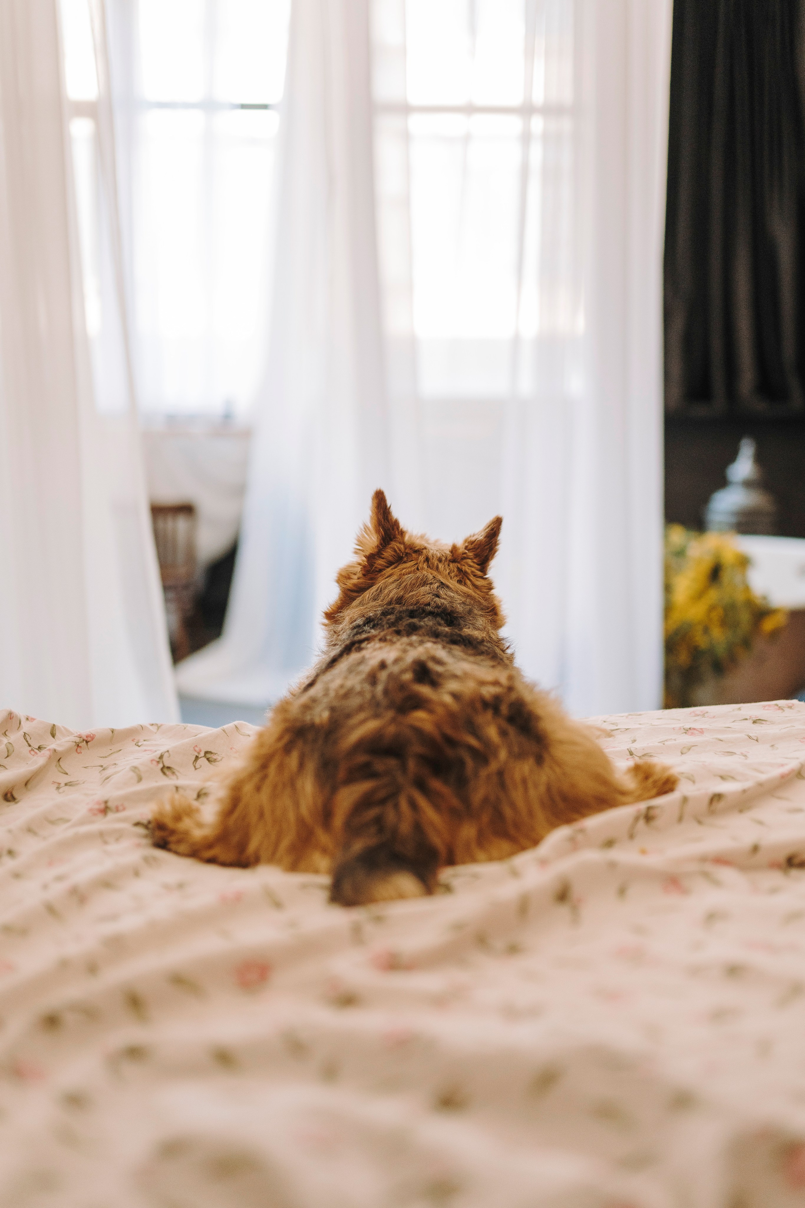 Маша и Рамси. Фотограф анималист в Спб недорого Олеся Майорова