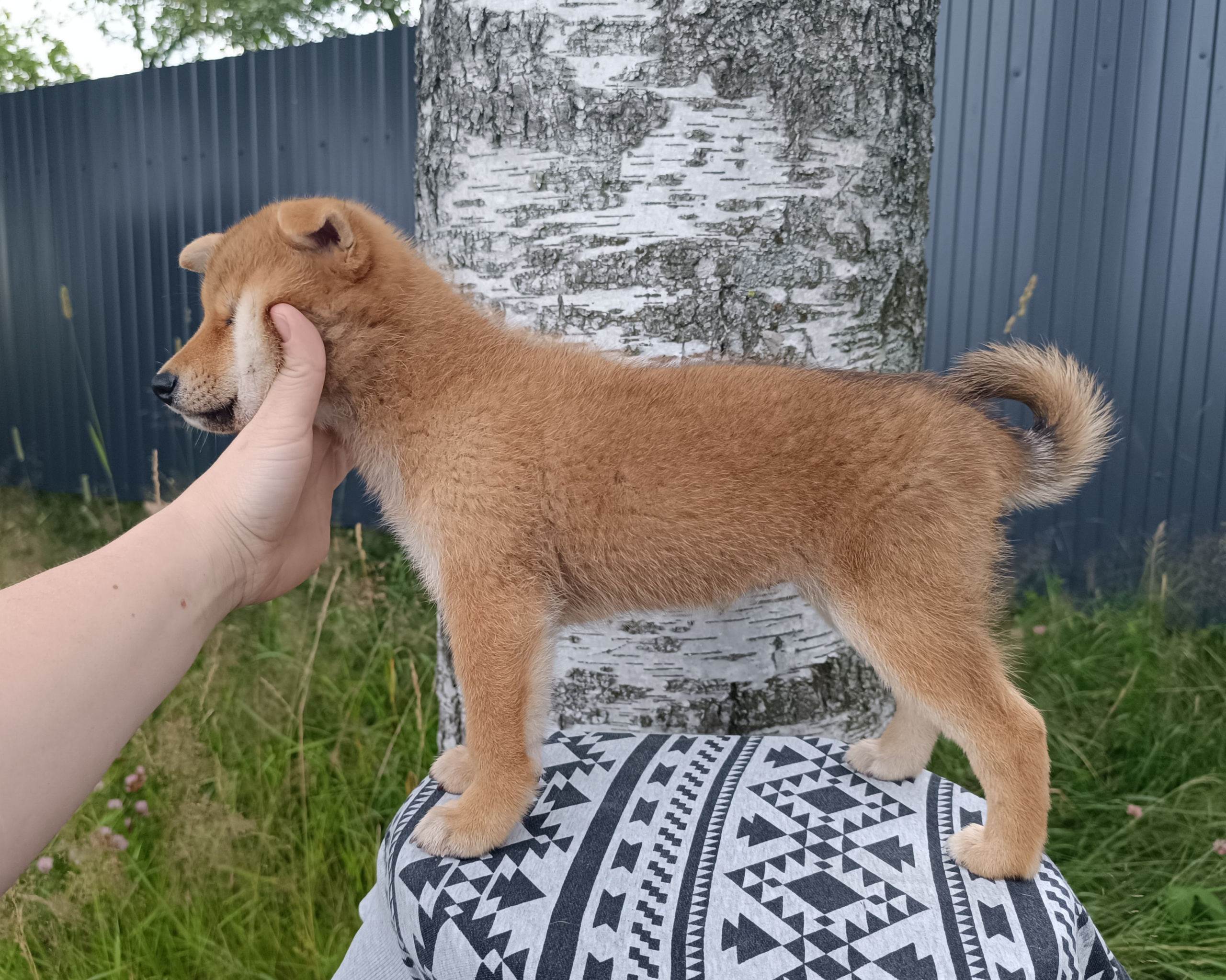 сиба питомник Рубилайт щенки на продажу rubylight  сиба щенки купить СПб Санкт-Петербург 