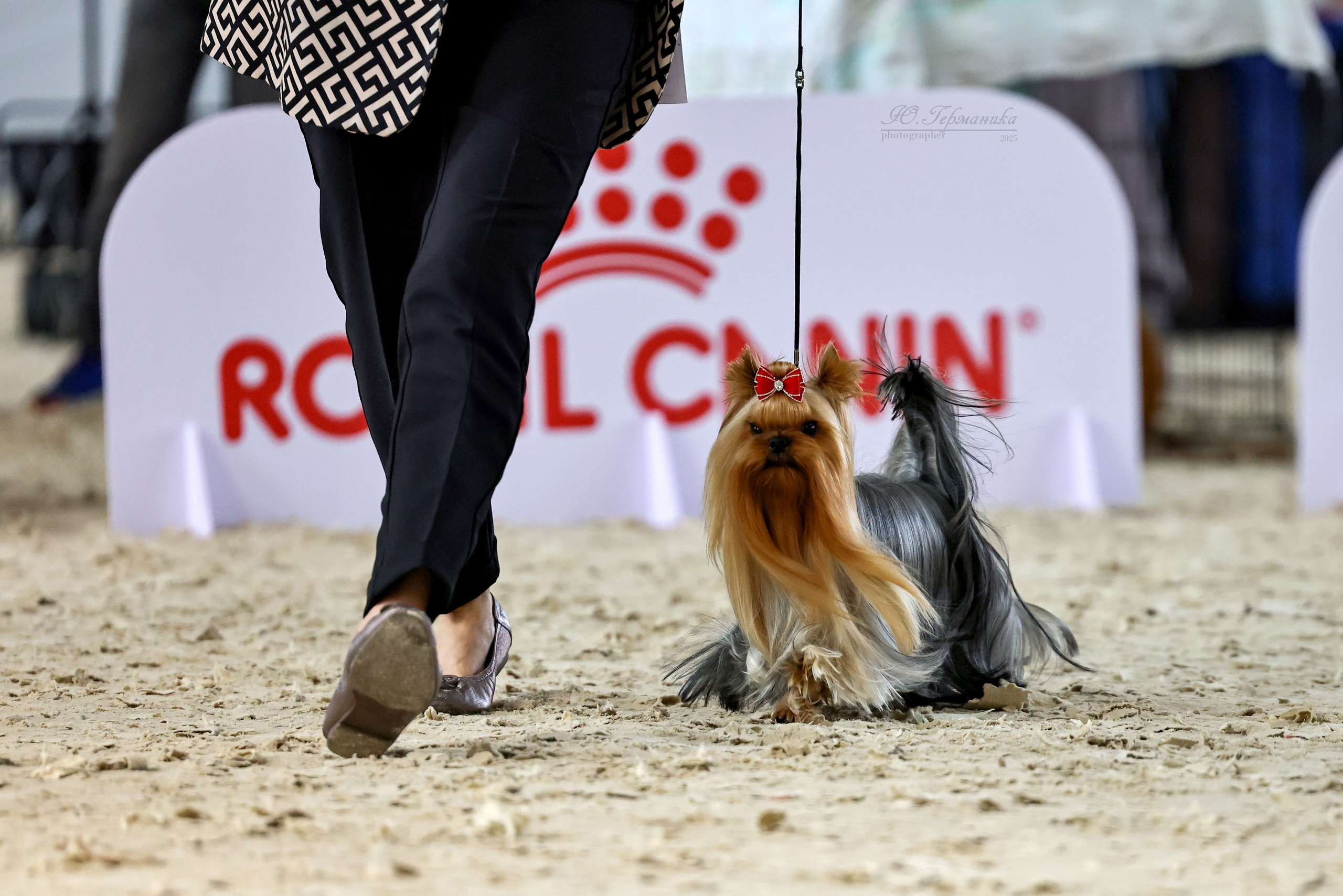 Астана 2хCACIB 26-28.09.2025. Фотограф-анималист Юлия Германика