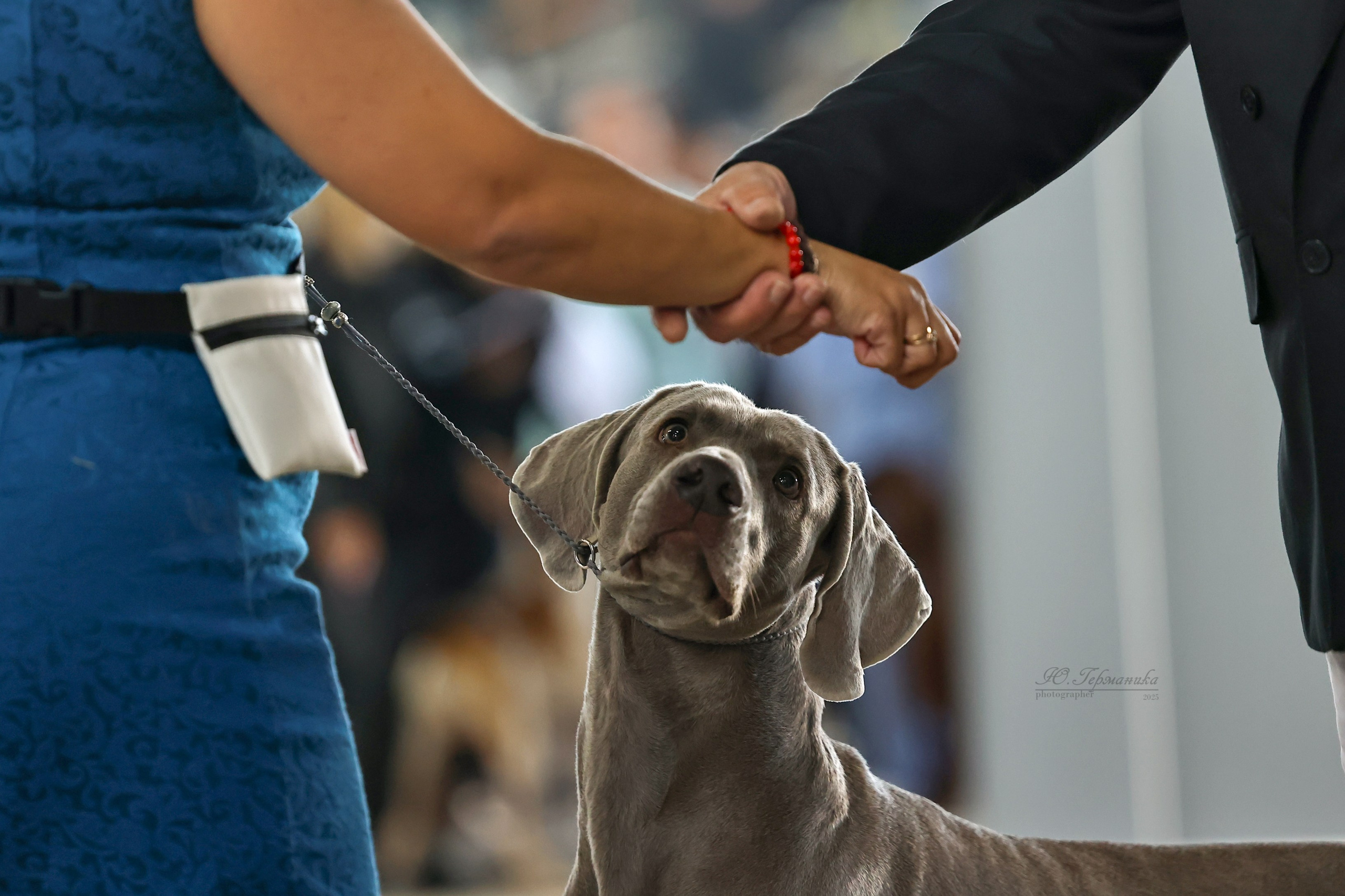 Астана 2хCACIB 26-28.09.2025. Фотограф-анималист Юлия Германика