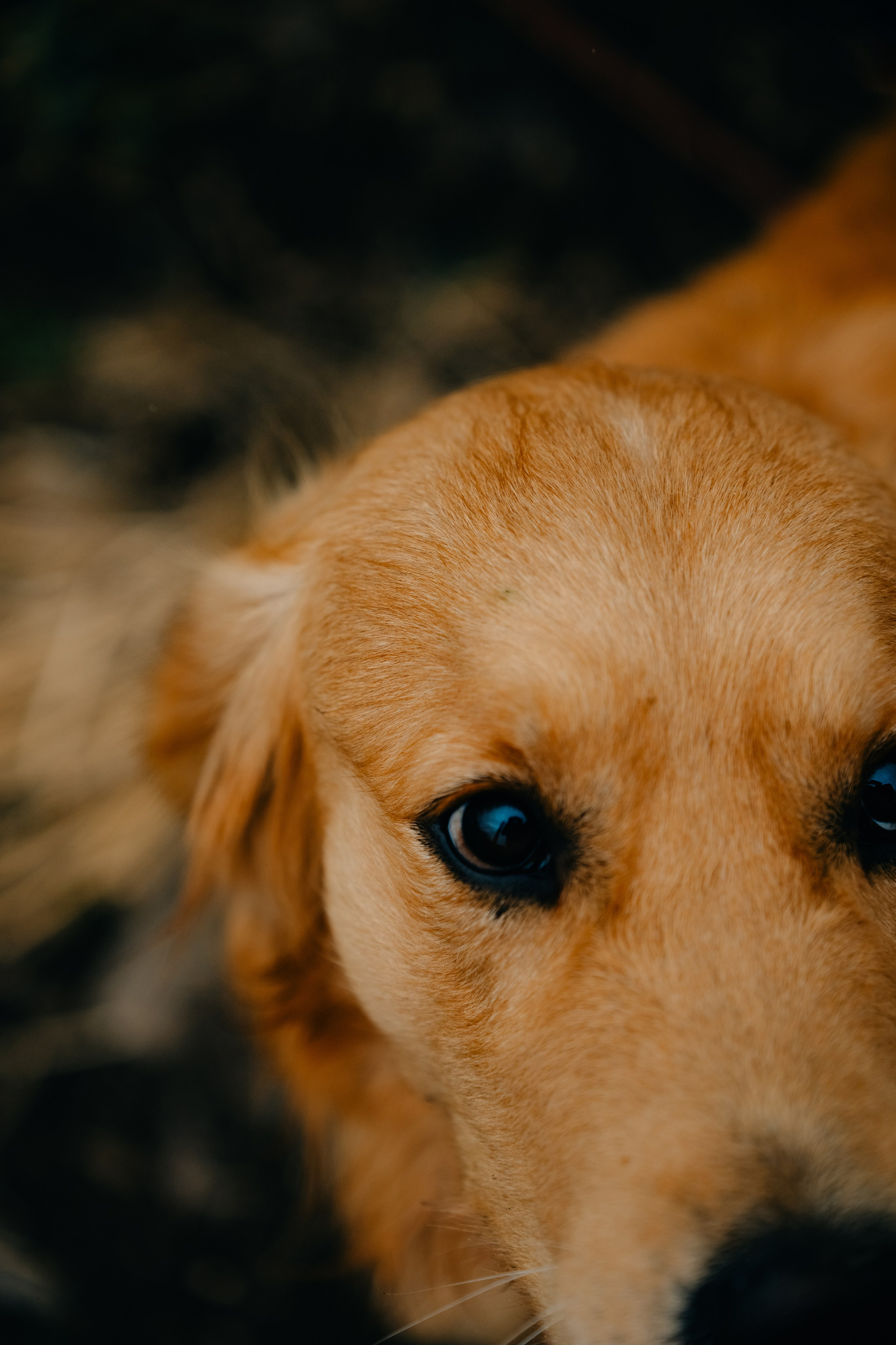 Зоопарк в моём багаже. Кошенкова Мария: портретный и репортажный фотограф. Санкт-Петербург