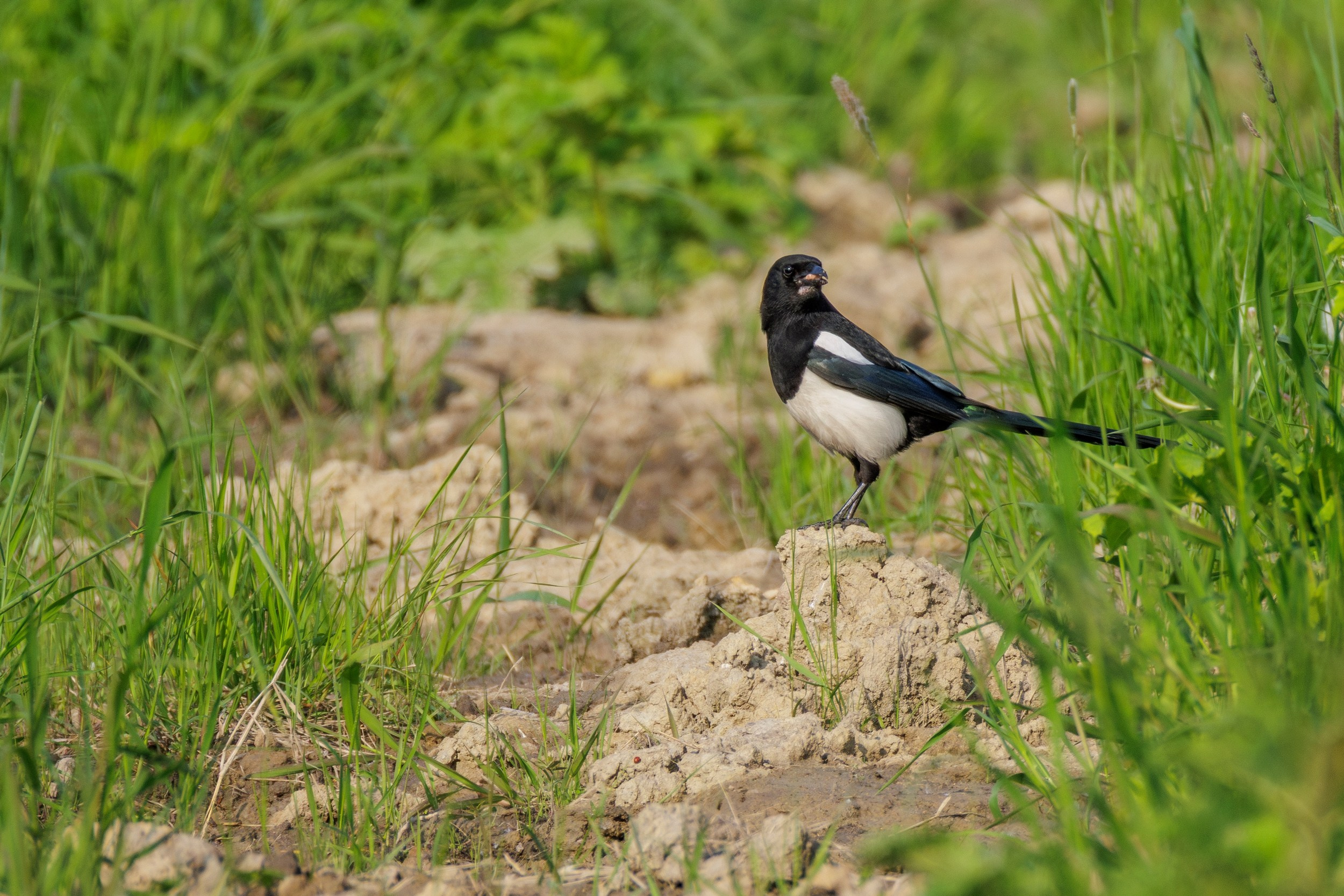 Сорока сидит на горке