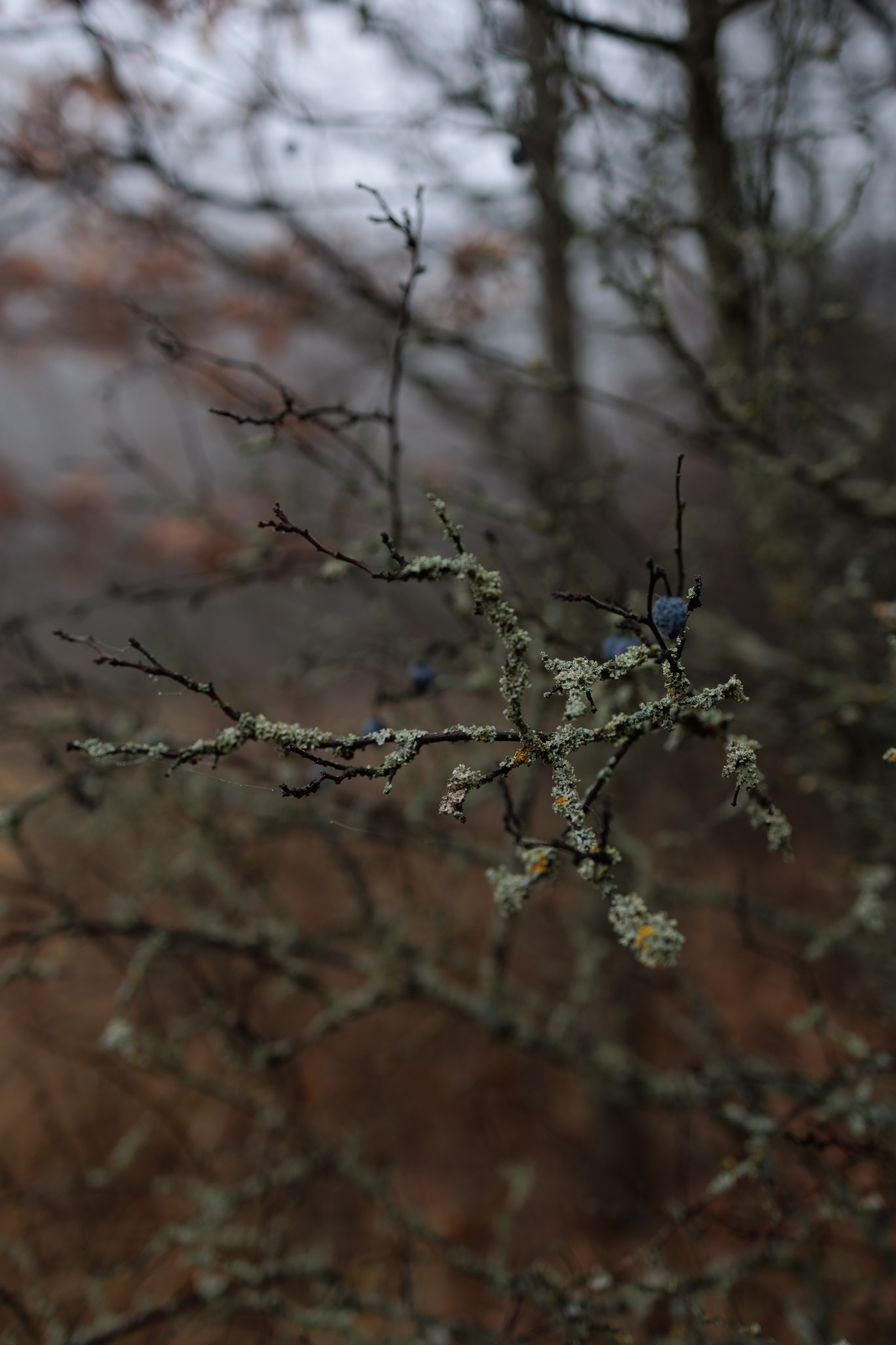 В туманном лесу. Семейный фотограф в Белгороде