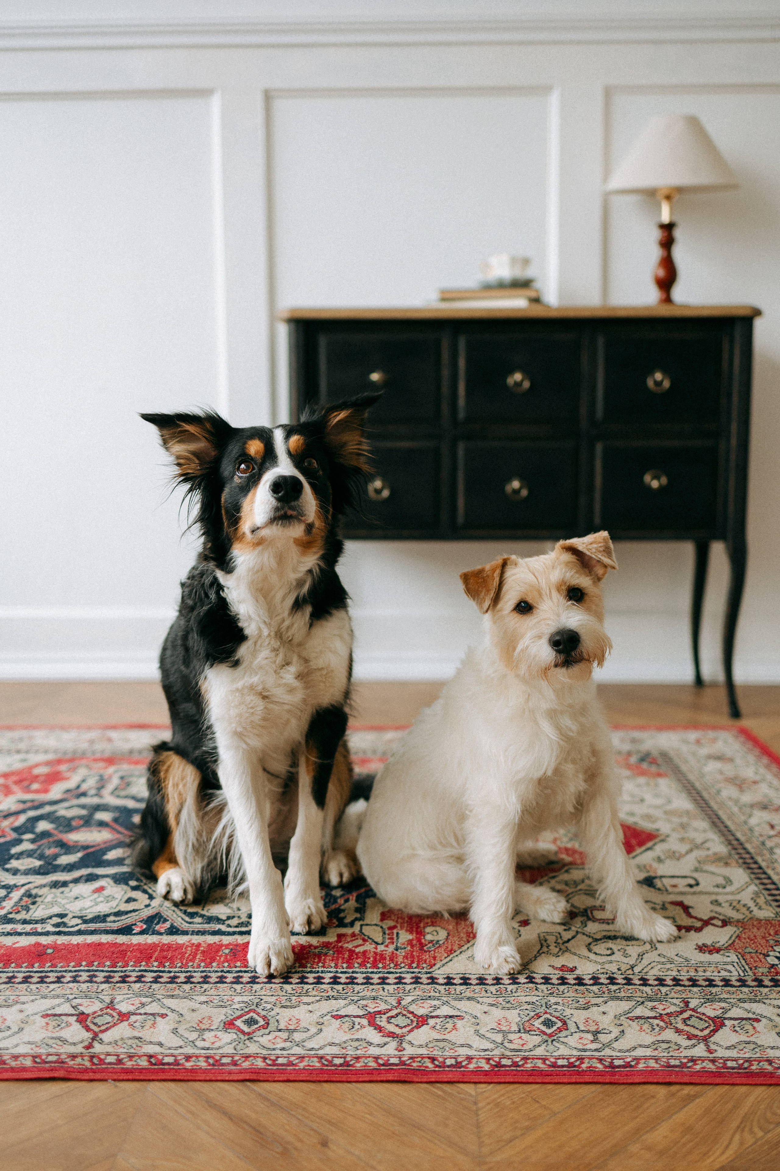 Цунами, Теон и Женя. Фотограф анималист Анастасия Пикей