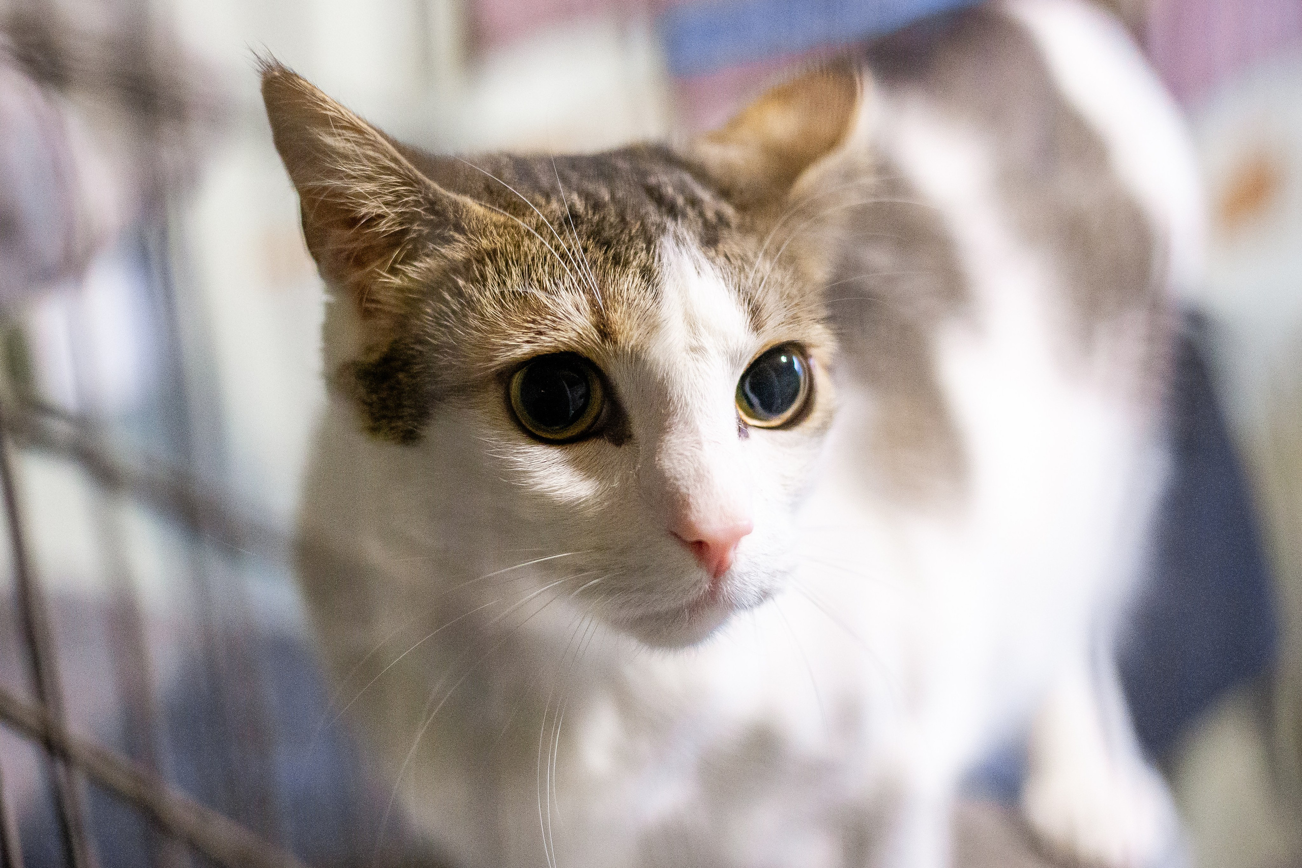 Petshop Забота. Фотограф в Санкт-Петербурге Чумаков Семен