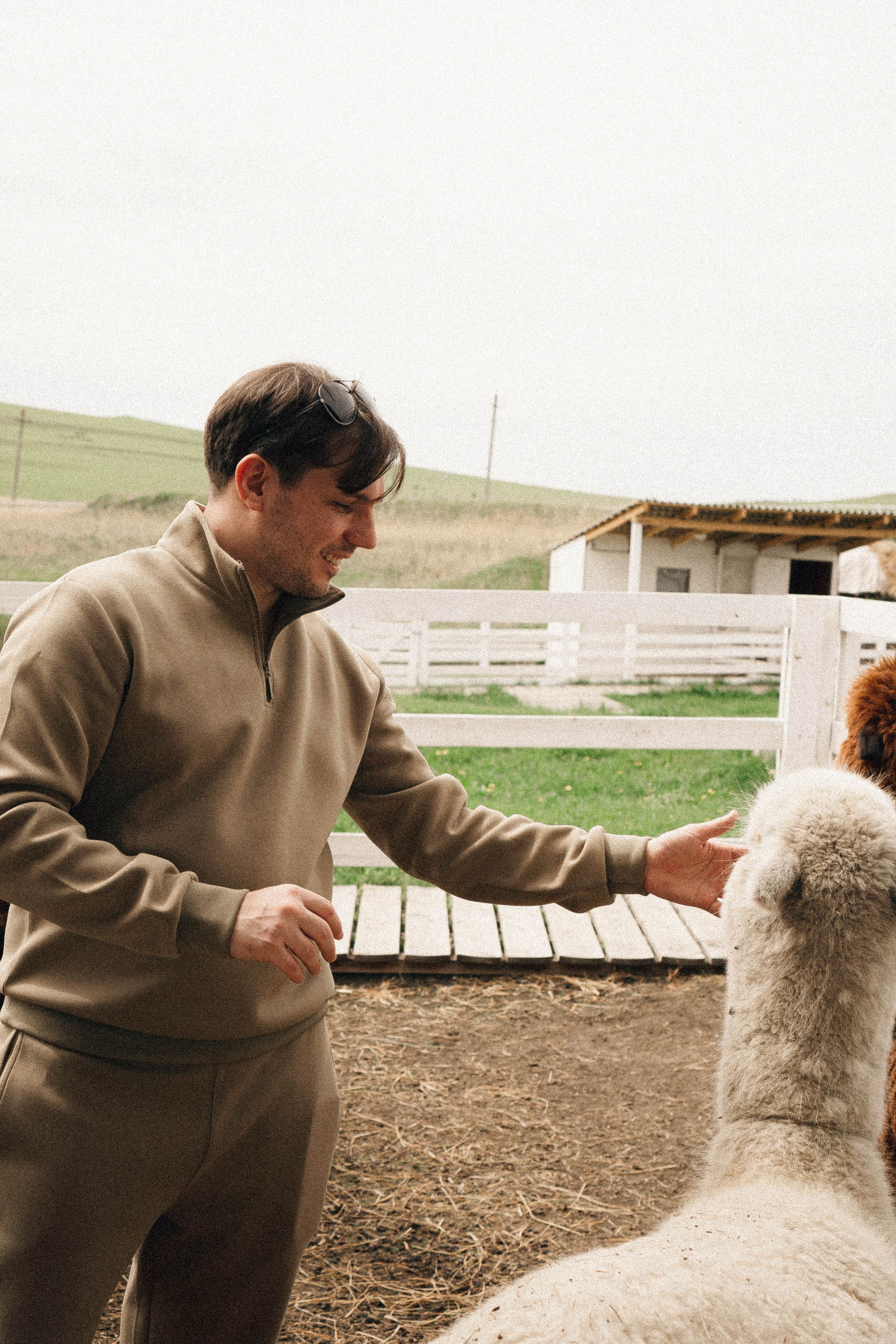 Ферма Альпак. Профессиональный фотограф, Санкт-Петербург — Виктория Богомолова