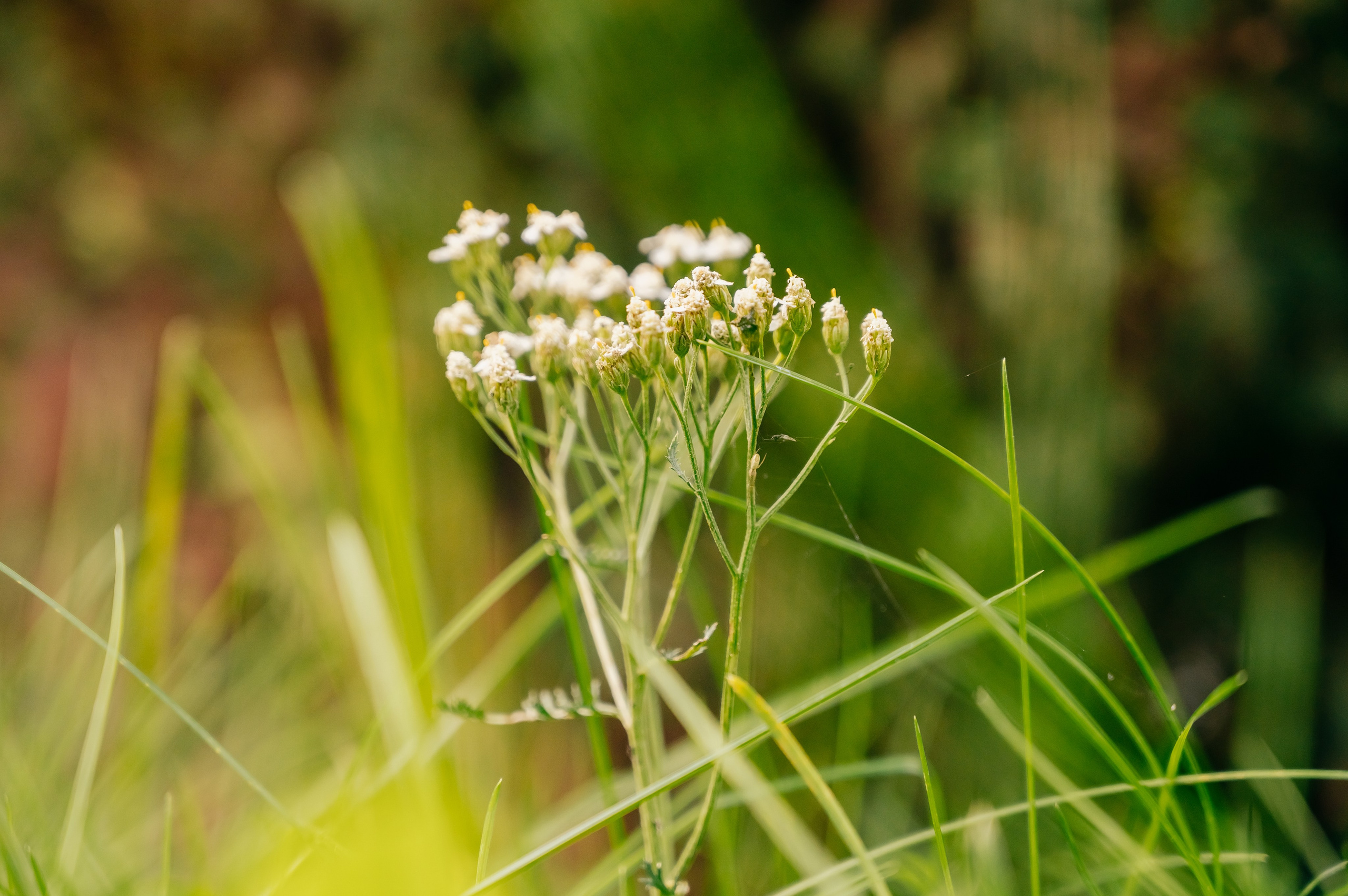 День Шахтёра в Парке Чудес 30.08.2025. Детский фотограф, семейный фотограф и репортажи в Кемерово