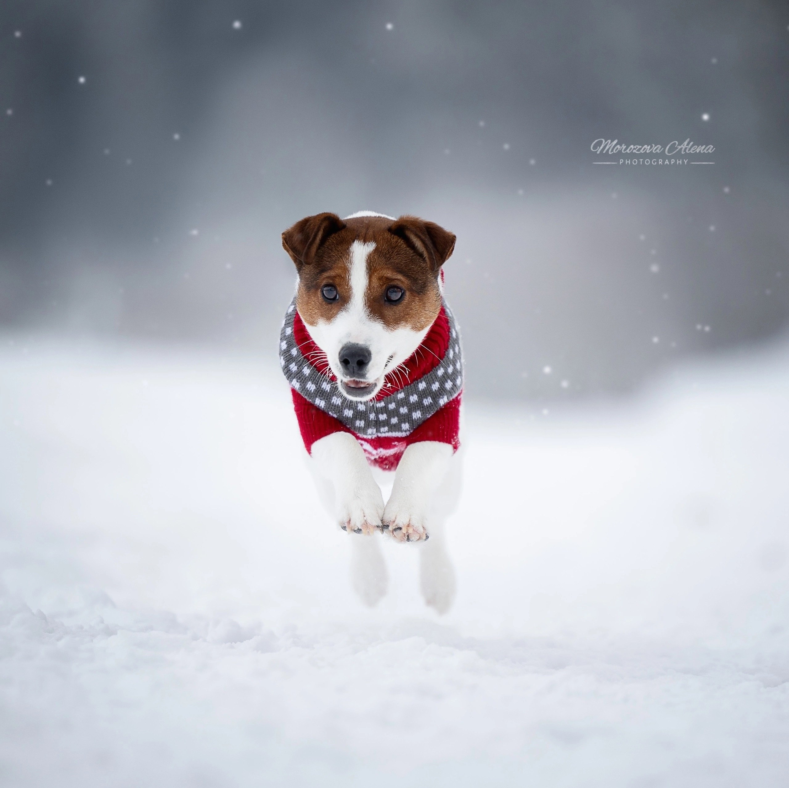 Adrenalin Flesh Royal. Джек Рассел терьер. Санкт-Петербург. Щенки Джек Рассел терьера