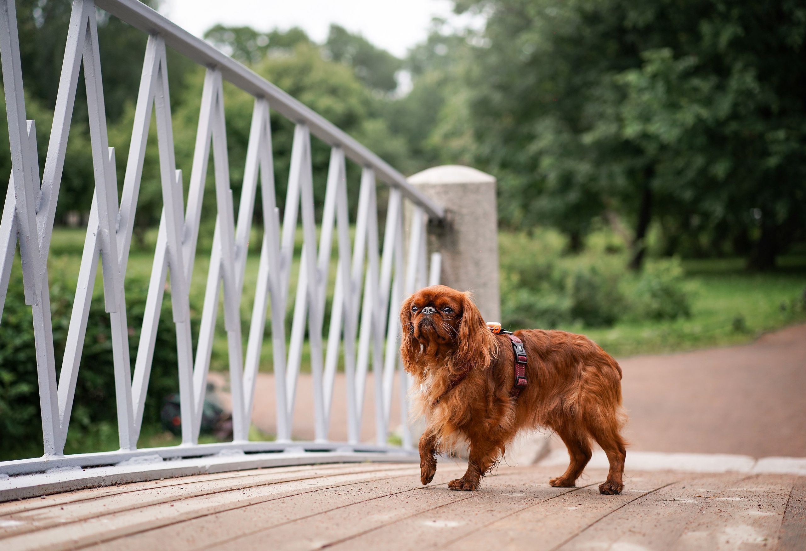 Юля Володя Гарри и Верон. Фотограф-анималист в Санкт-Петербурге Яна Мартынова