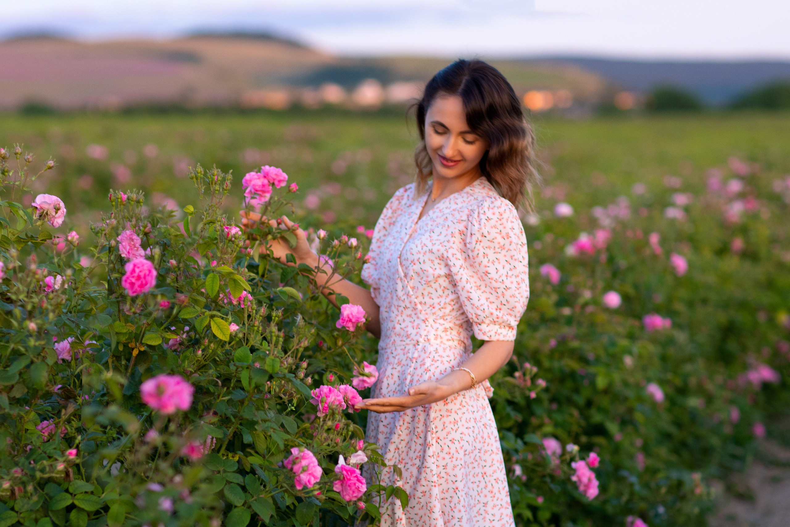 Чайная роза. Фотограф Севастополь/Крым Светлана Евтушенко