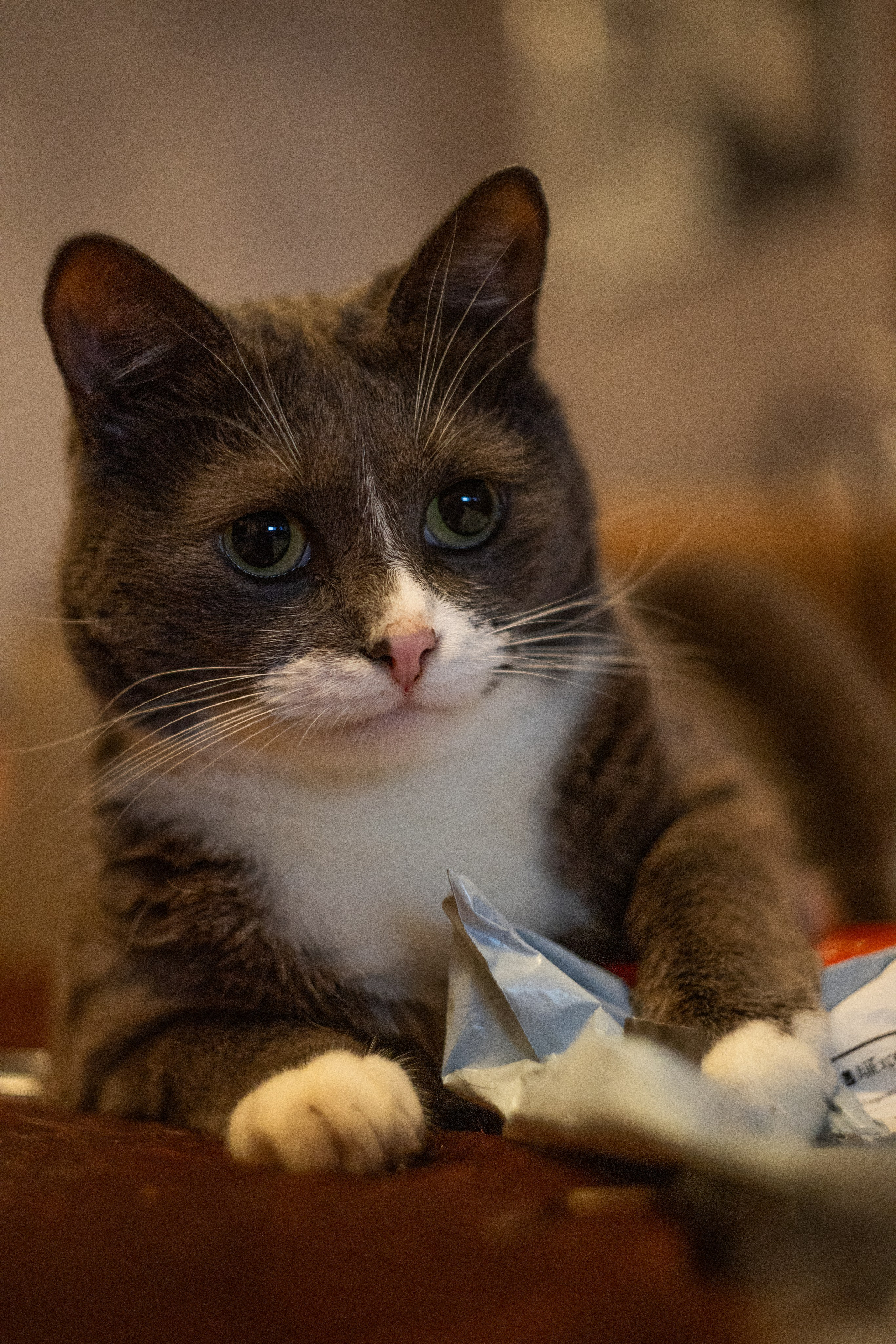 Котики. Photomantis