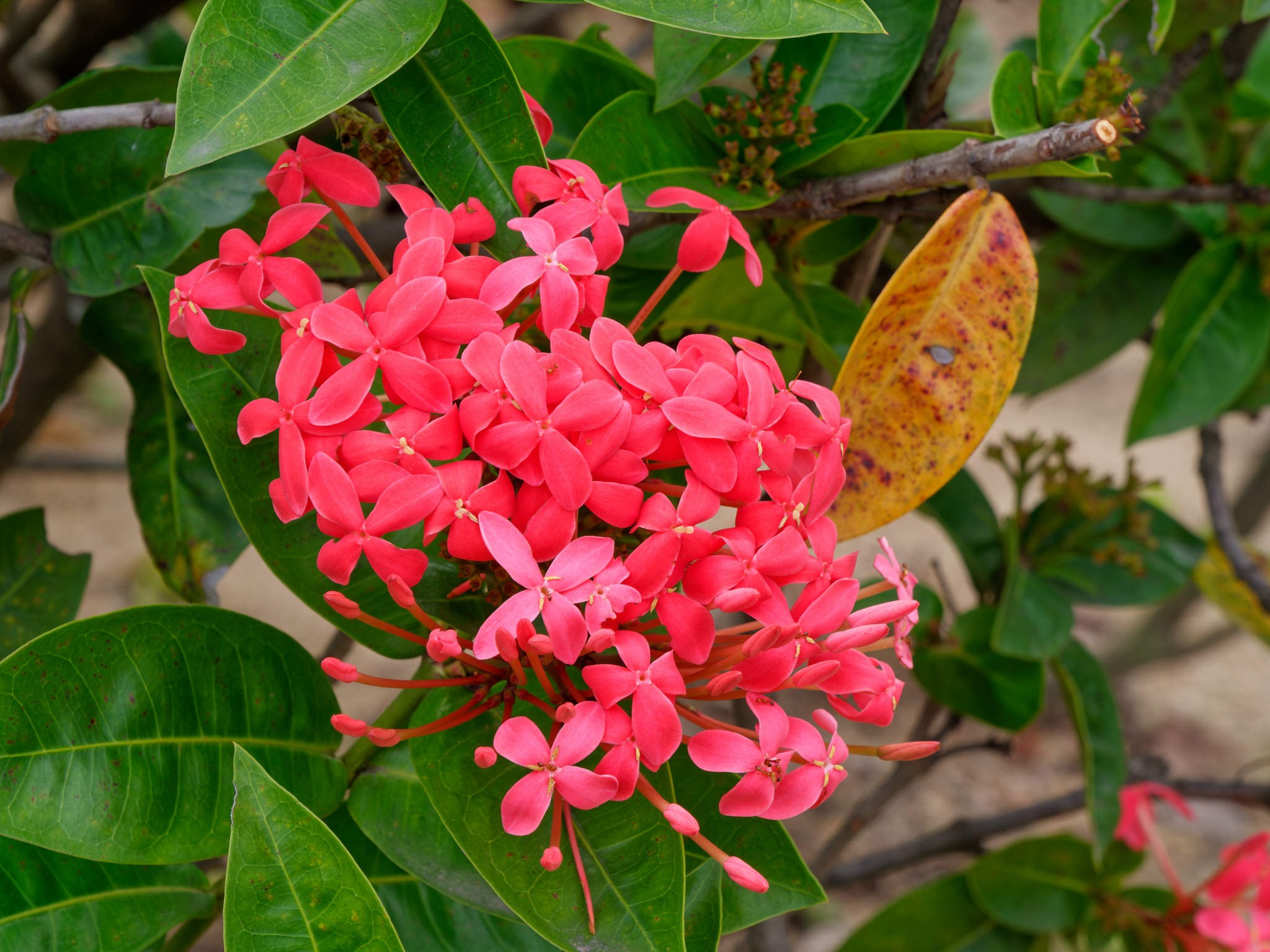 Нячанг 2023. Избранные фотографии