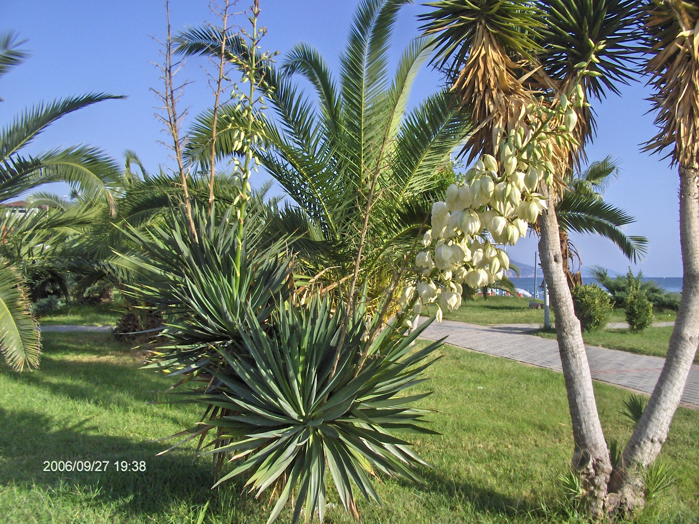 Алания, Конаклы 2006. Избранные фотографии