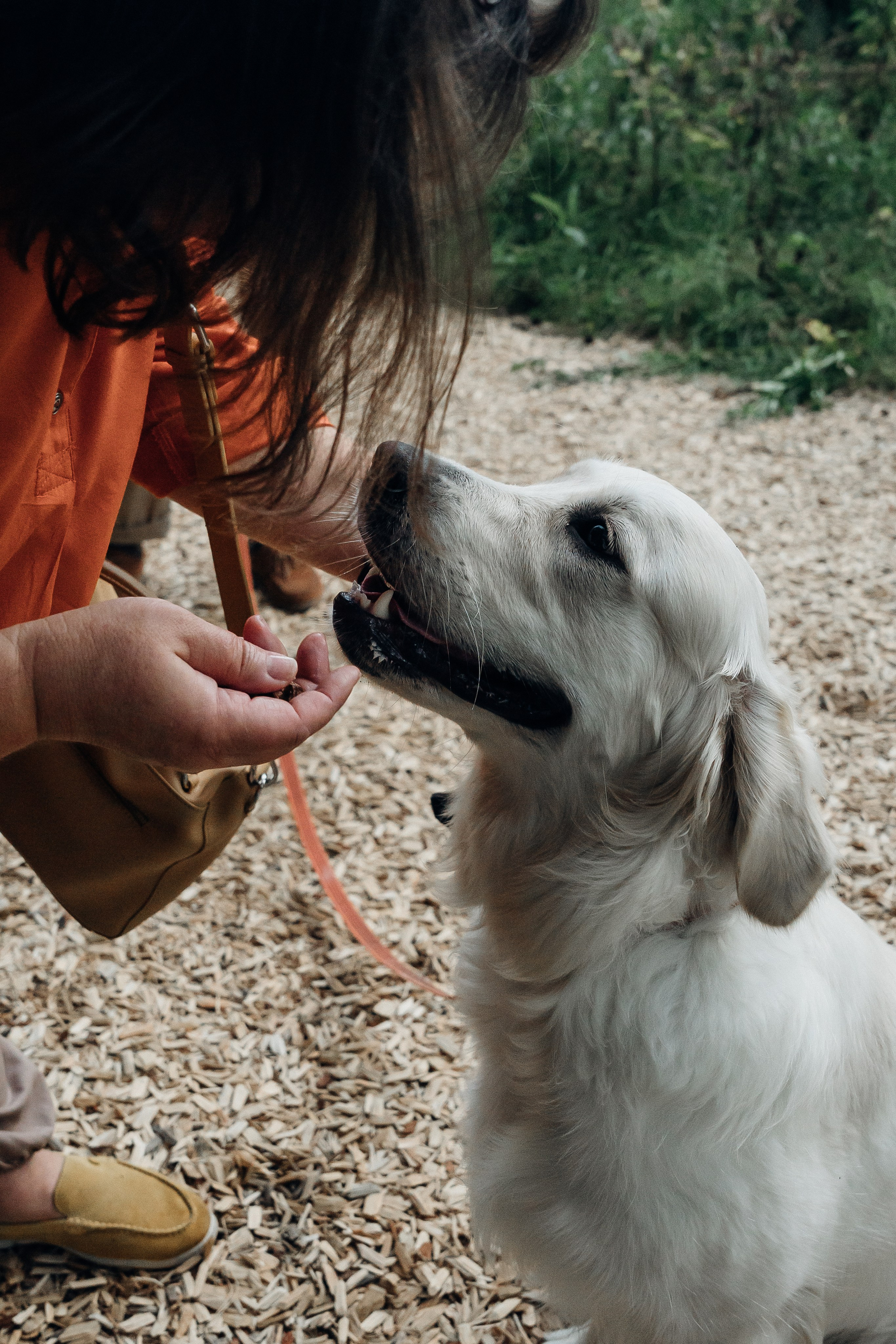 Светлана и Джесси. Фотограф и видеограф в Тюмени Екатерина Чернецкая