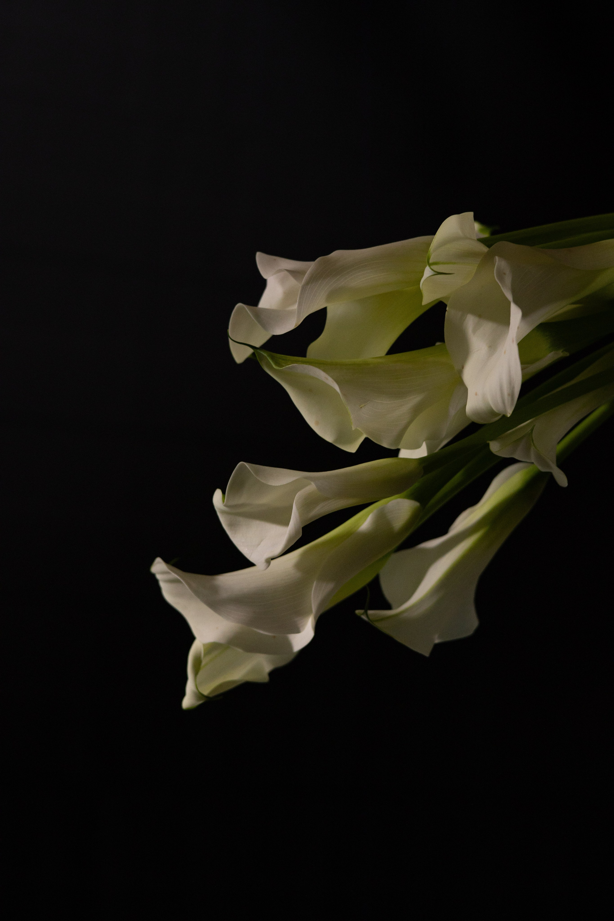 Лера & Алексей. Ресторан «TOUCH». Оформление свадеб, декор свадеб Вера Маркова, Москва