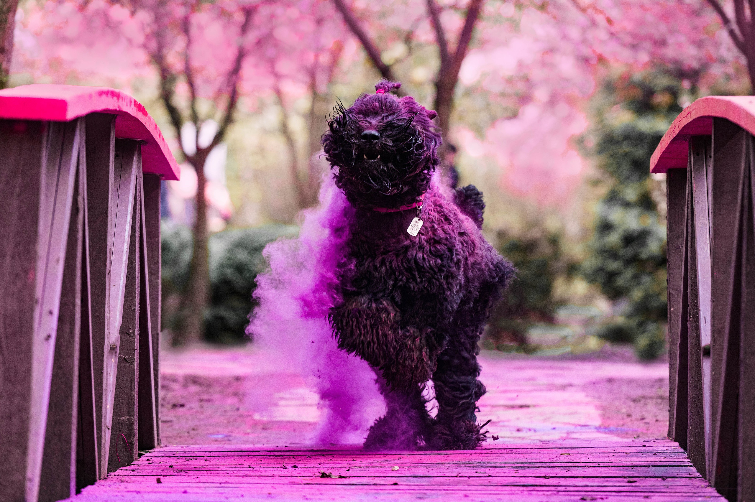 Черныши, сакура и краски холи. Фотограф-анималист