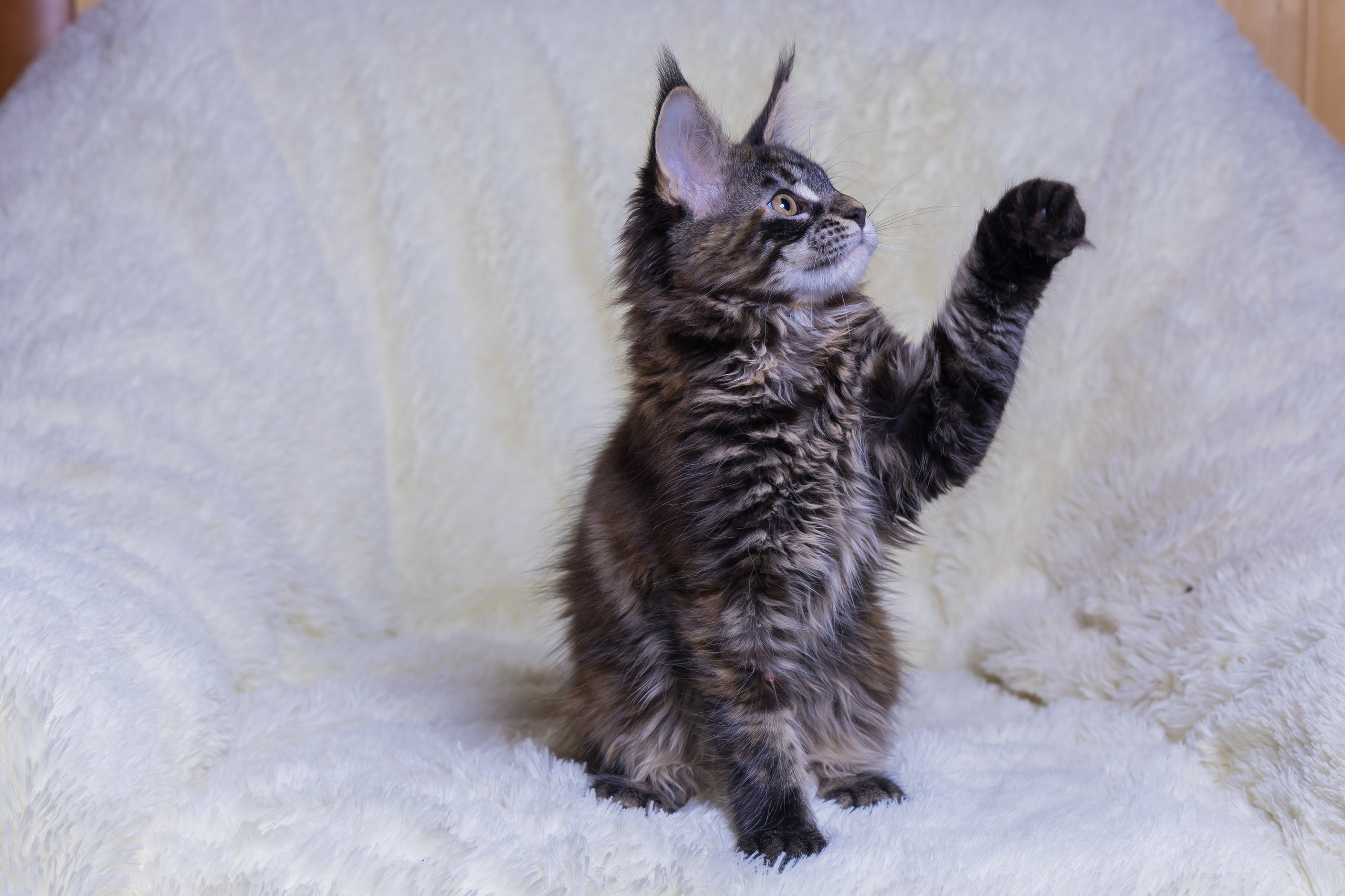 Котики. Photomantis