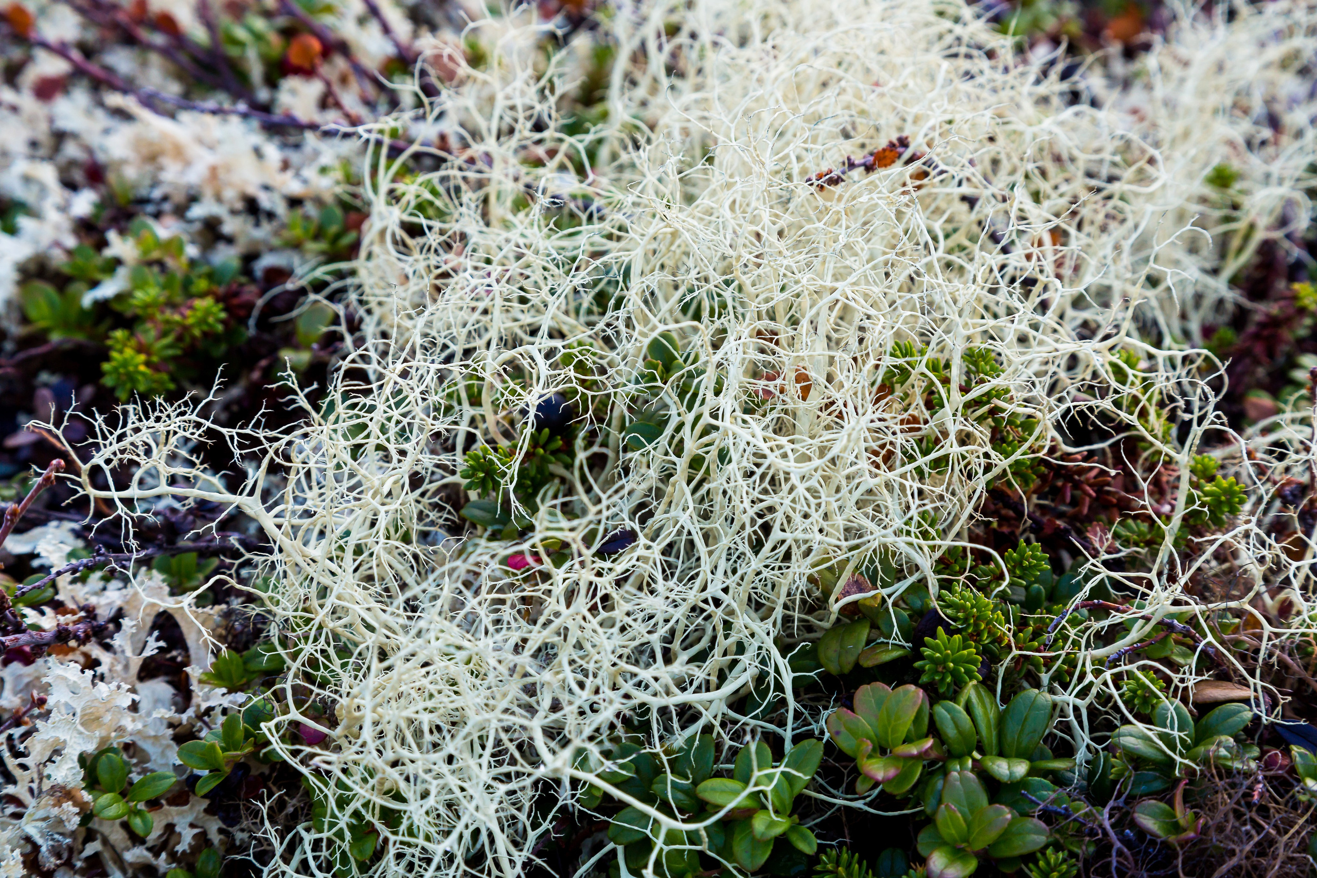 Мир растений. Пейзажи Крайнего Севера. Баренцево море, Рыбачий, Средний, Немецкий