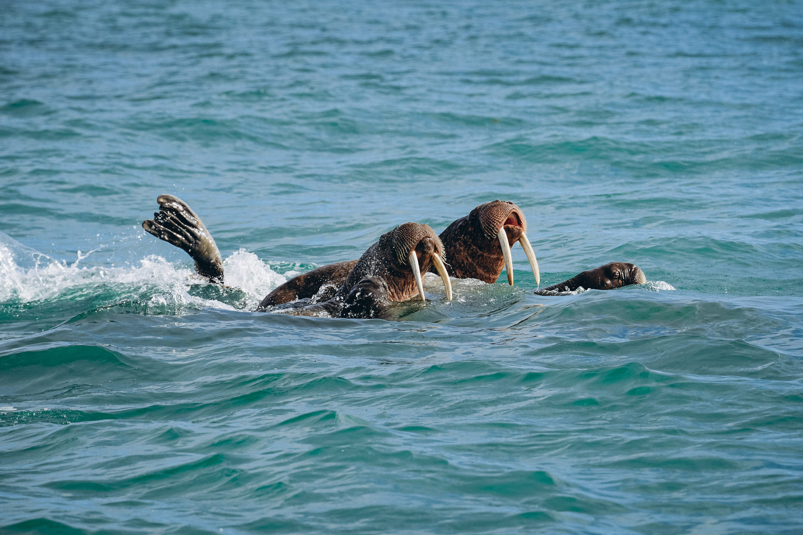 Animals. Николай Филиппов Event & Concert Photographer Москвf