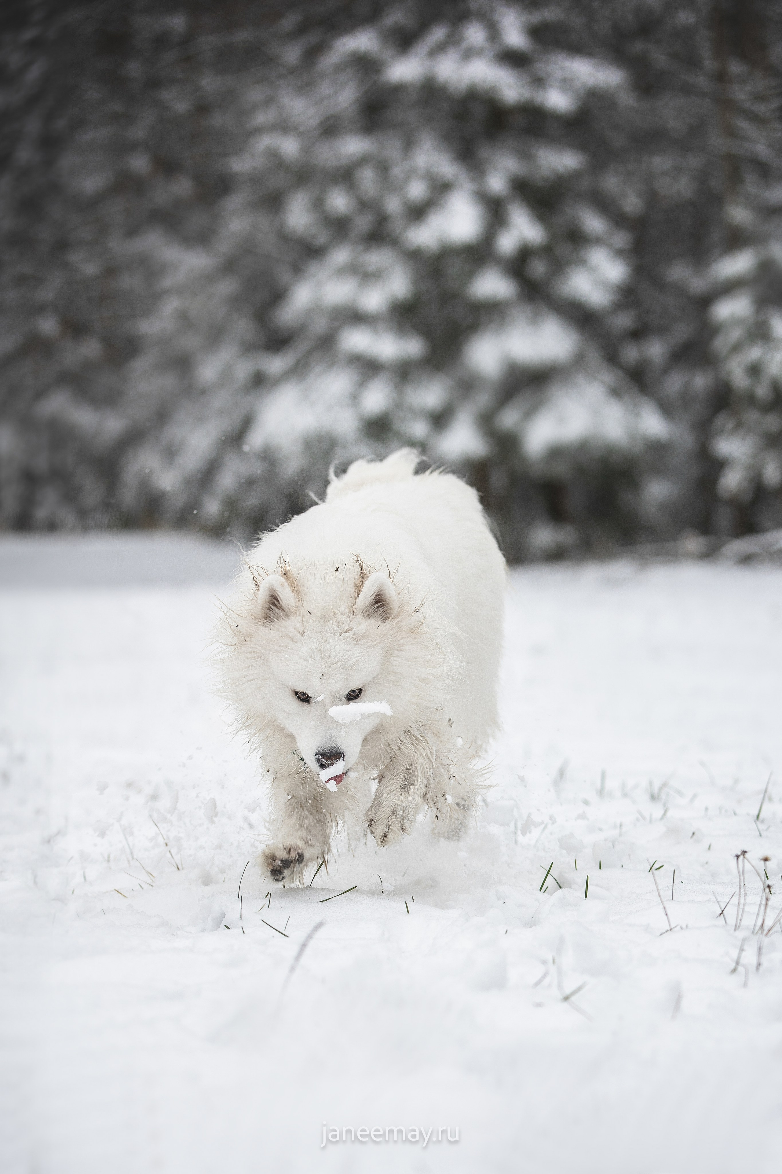 Фото собак, животных зимой. Фотограф анималист в Москве Майорова Евгения