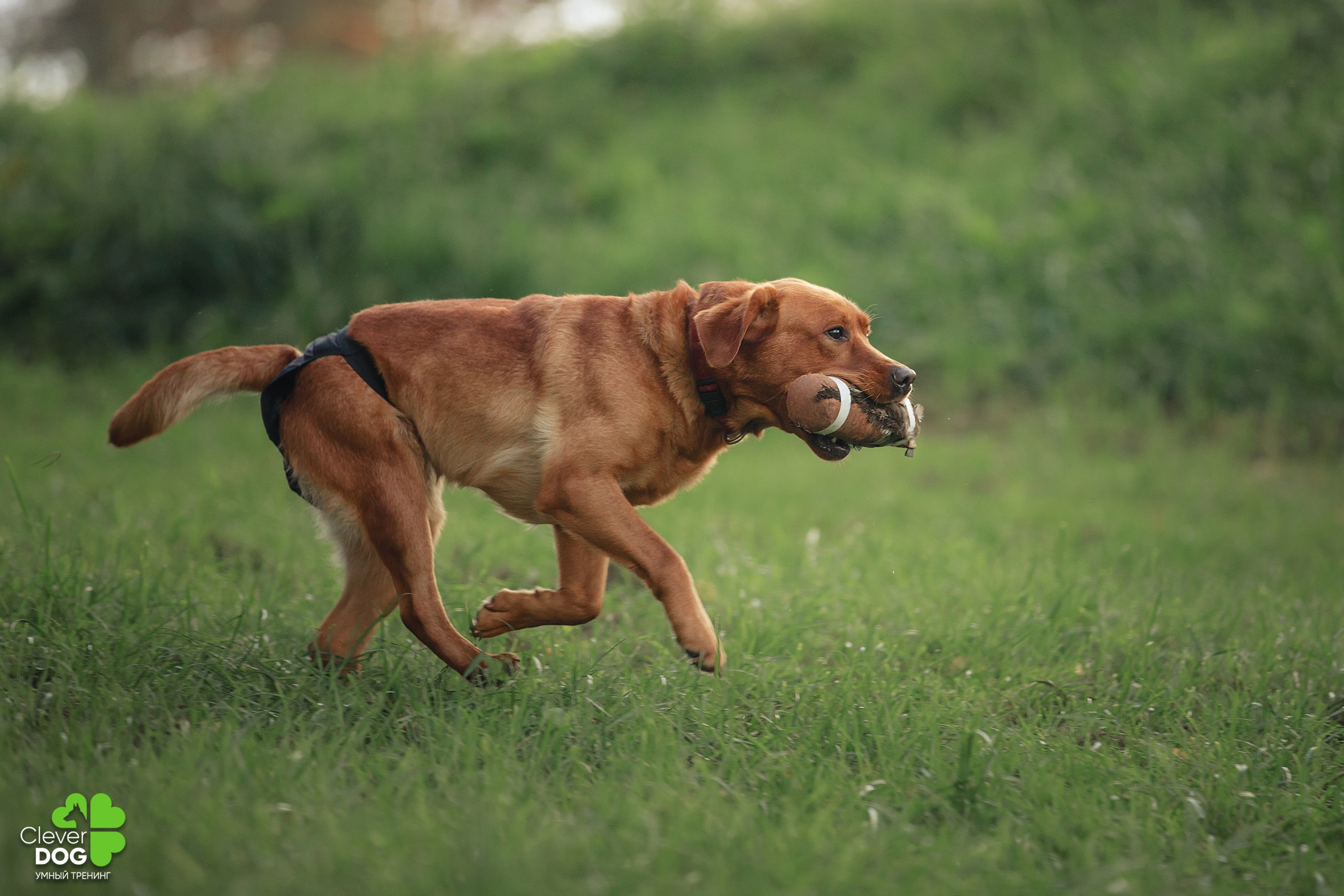 Кинологический лагерь CleverDog, 2024. Фотограф-анималист Mary Mart — Москва, Питер