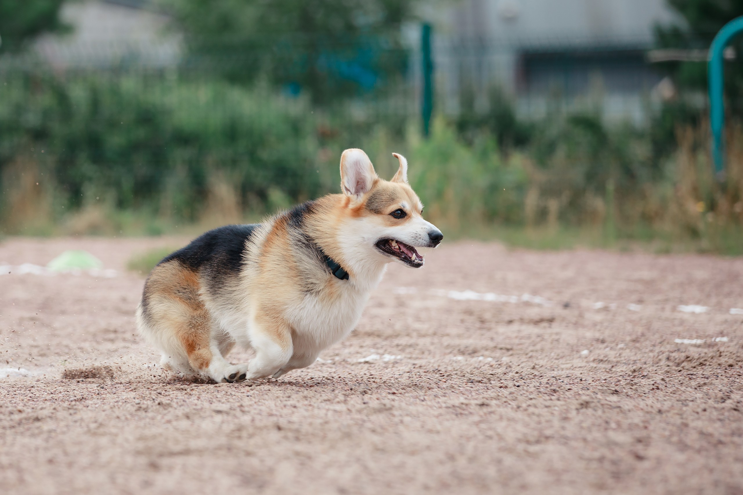 Питч&Гоу + веселые старты. Фотограф-анималист Mary Mart — Москва, Питер