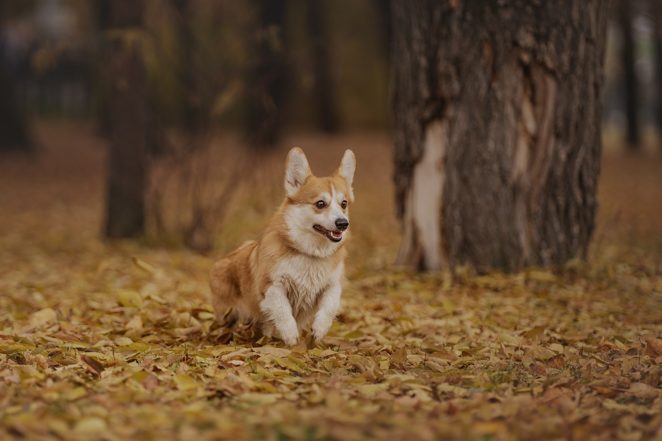 Ольга с семьей и их коргибанда. Kameramotor74