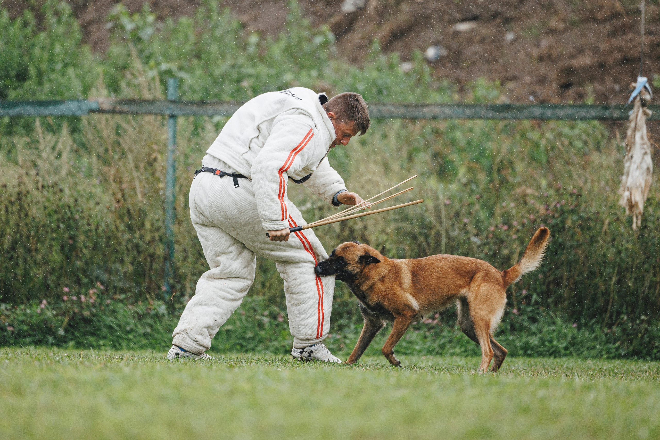 08.08.25-10.08.25 ЧР по мондьорингу г. Вологда. Фотограф-анималист Анна Маринич