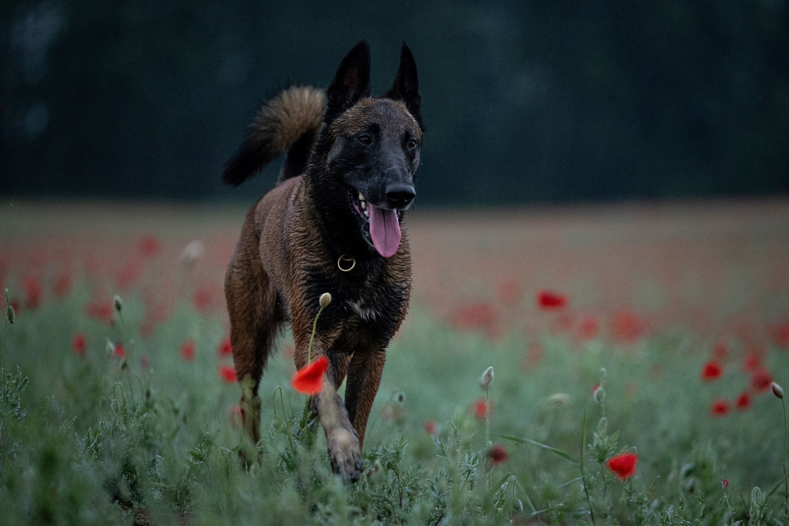 Маковое поле. Фотограф-анималист Анна Маринич