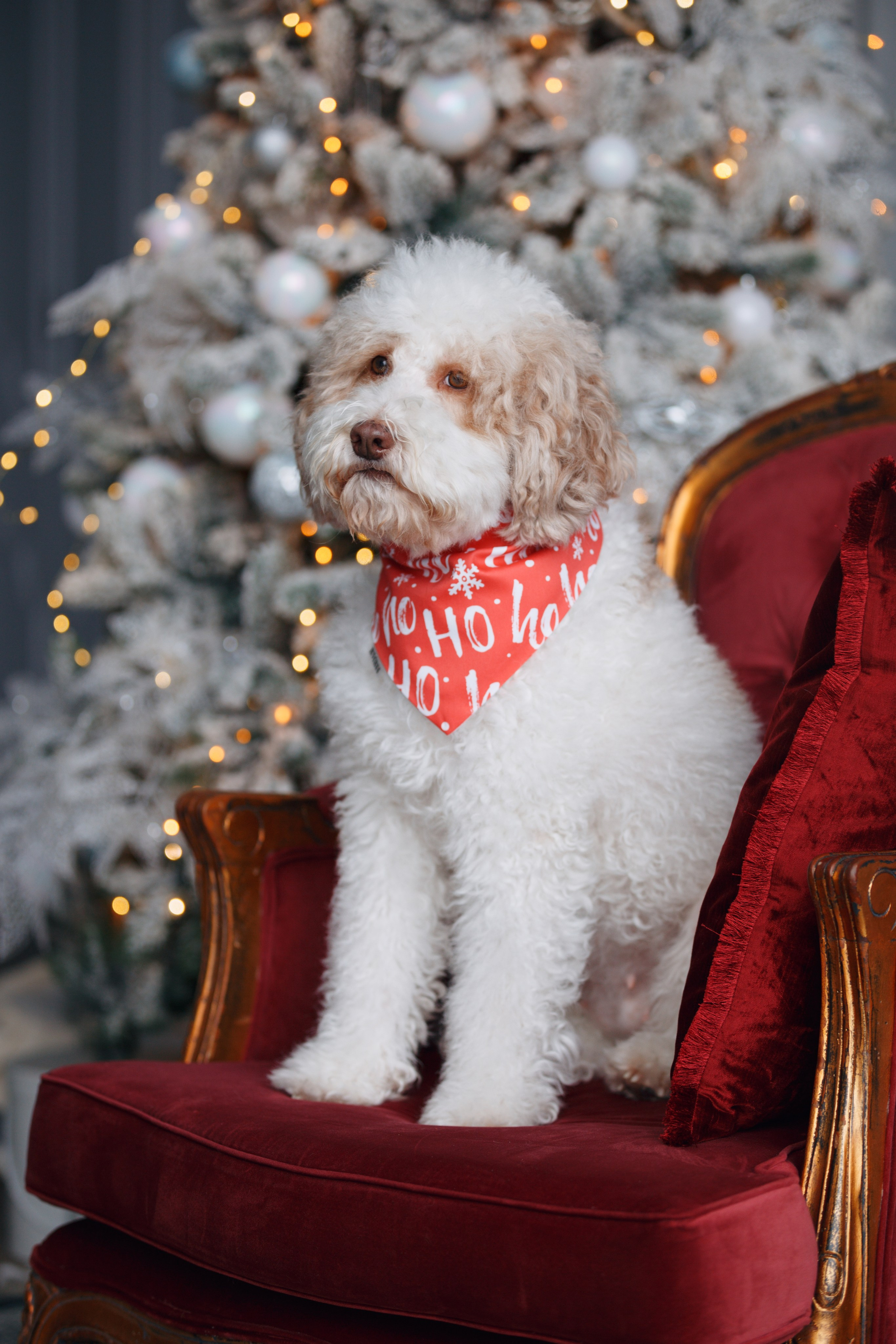 Bmbh лежанки и адресники. Фотограф анималист Кристина Карпова, Москва