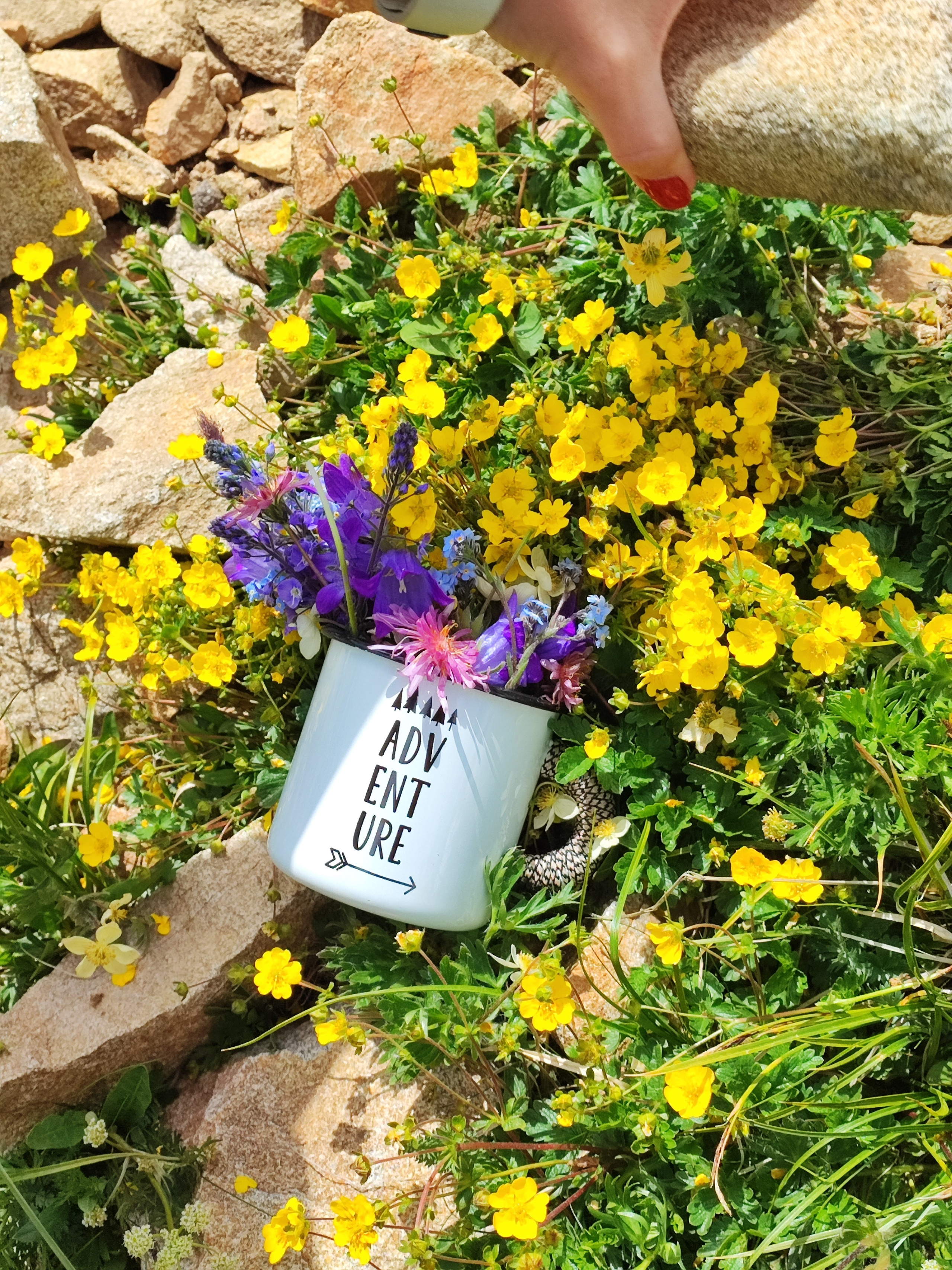 Намобилкус кавказский. Репортажный фотограф Алексей Пирязев