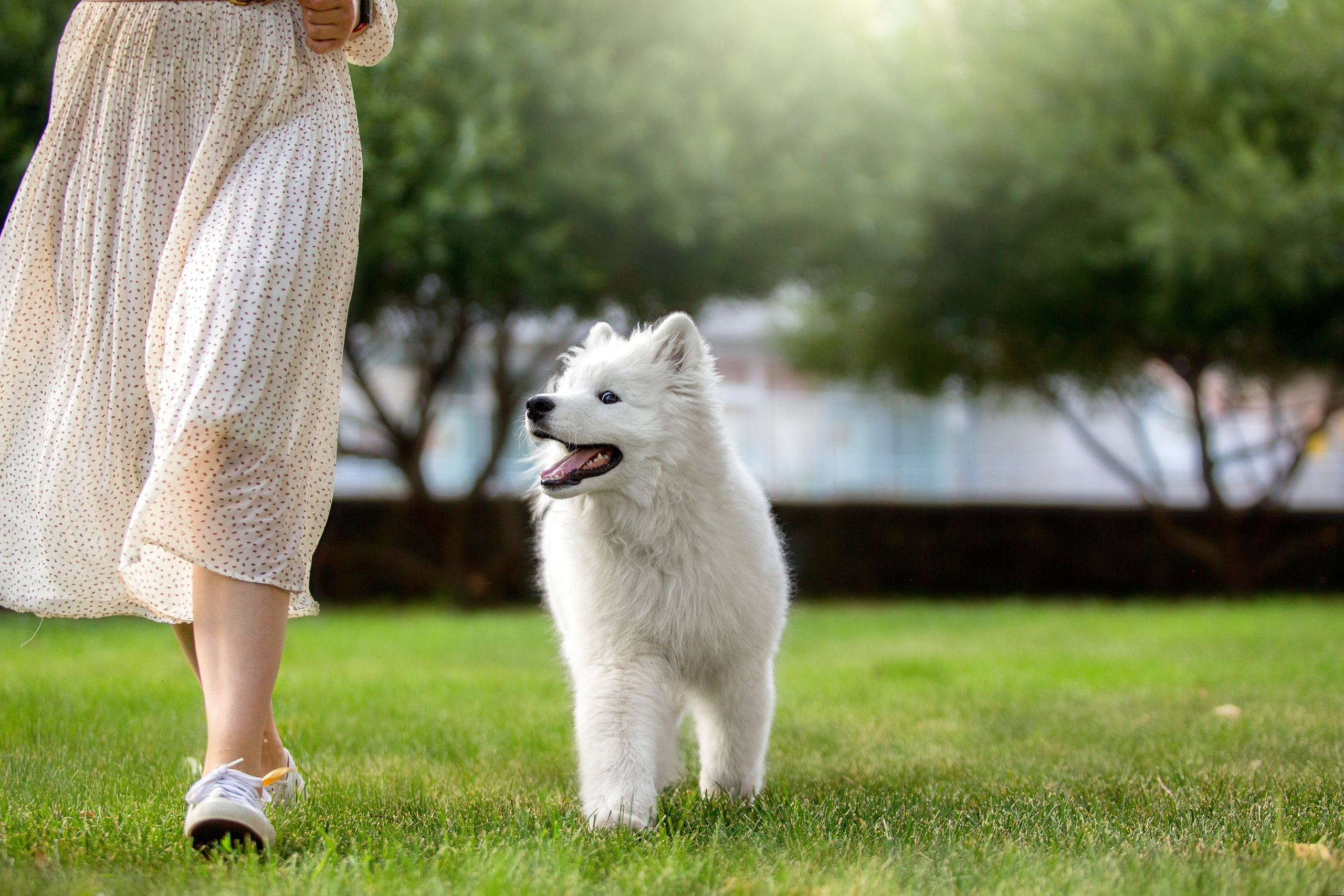 Анастасия, Евгений и самоед Ройс. Https://moshkovaphoto.ru/