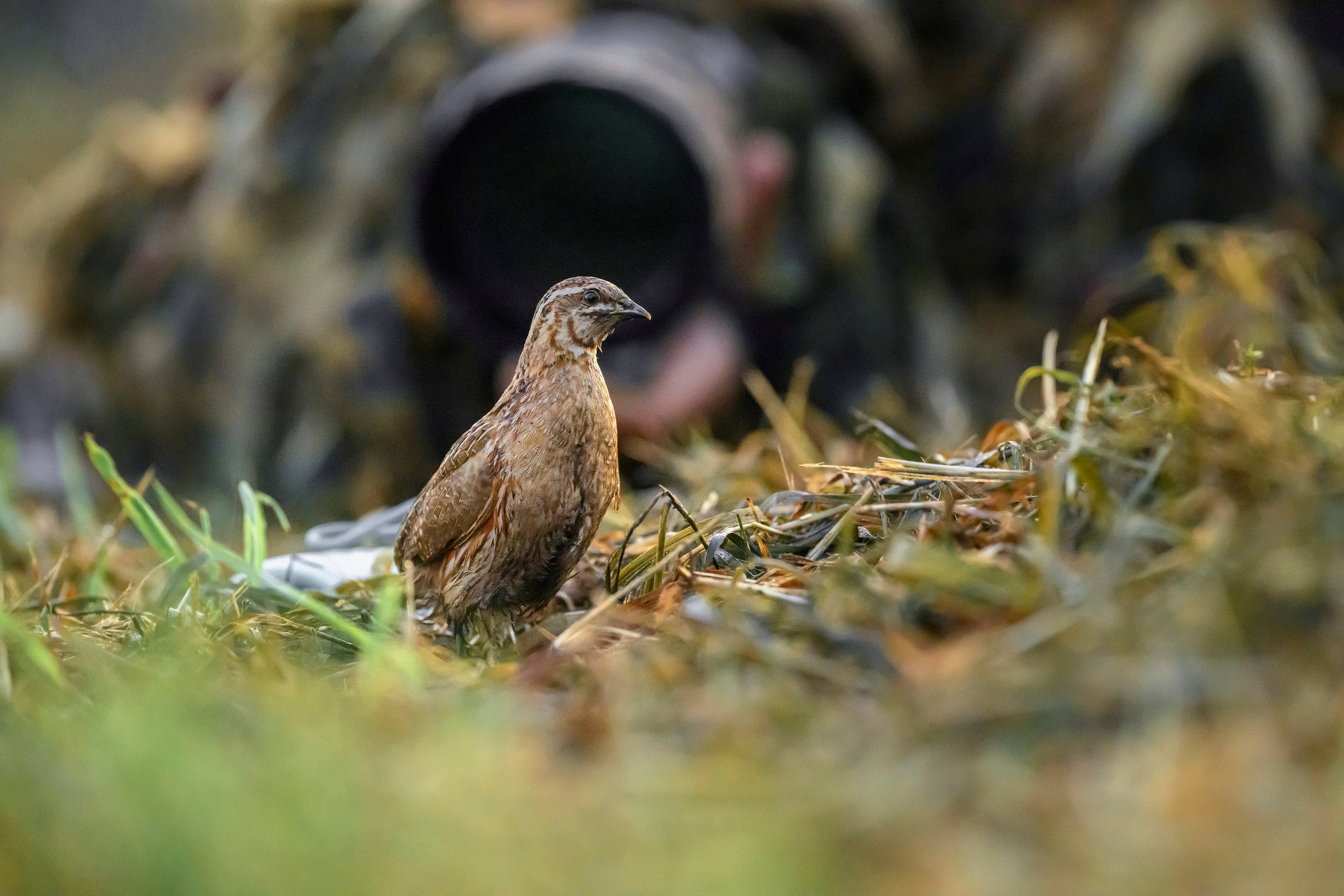 Перепел на рассвете. Wildlife photography by Sergey Puponin