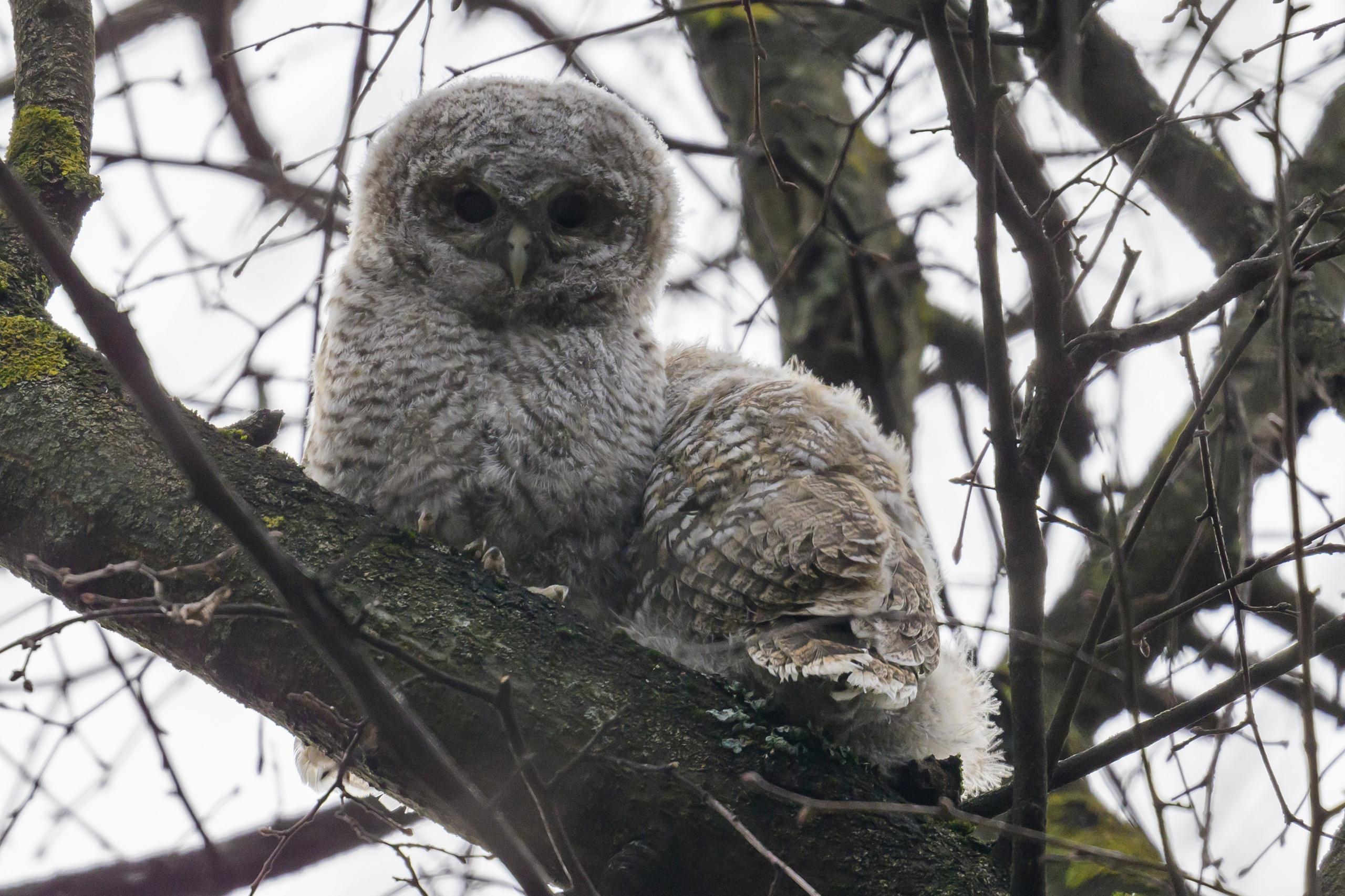 Серая неясыть и шесть совят. Tawny owl and six owlets. Фотограф Сергей Пупонин