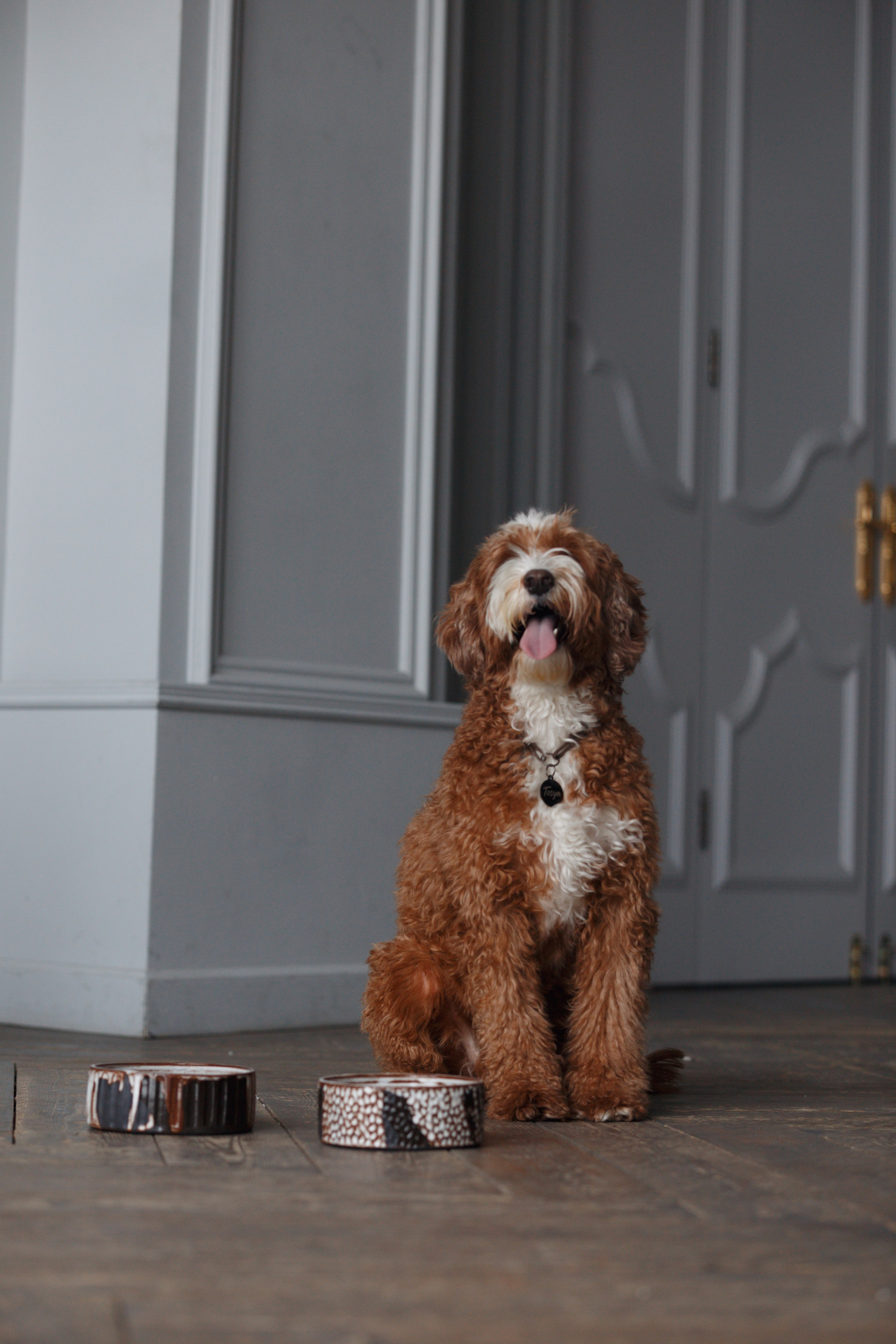 Bmbh лежанки и адресники. Фотограф анималист Кристина Карпова, Москва