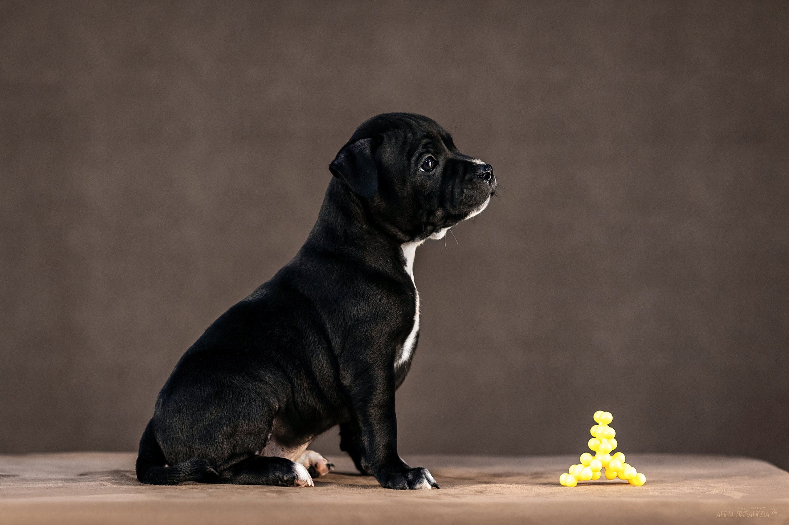 Стаффи. Фотограф анималист Аня Ливанова | Рыбинск