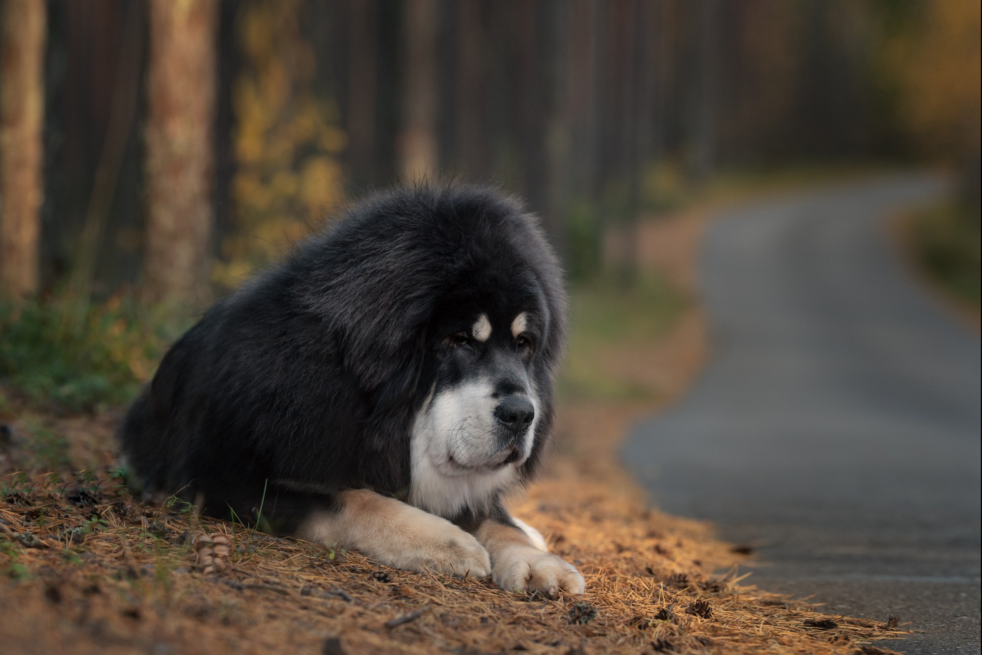 Обучение анималистической фотографии
