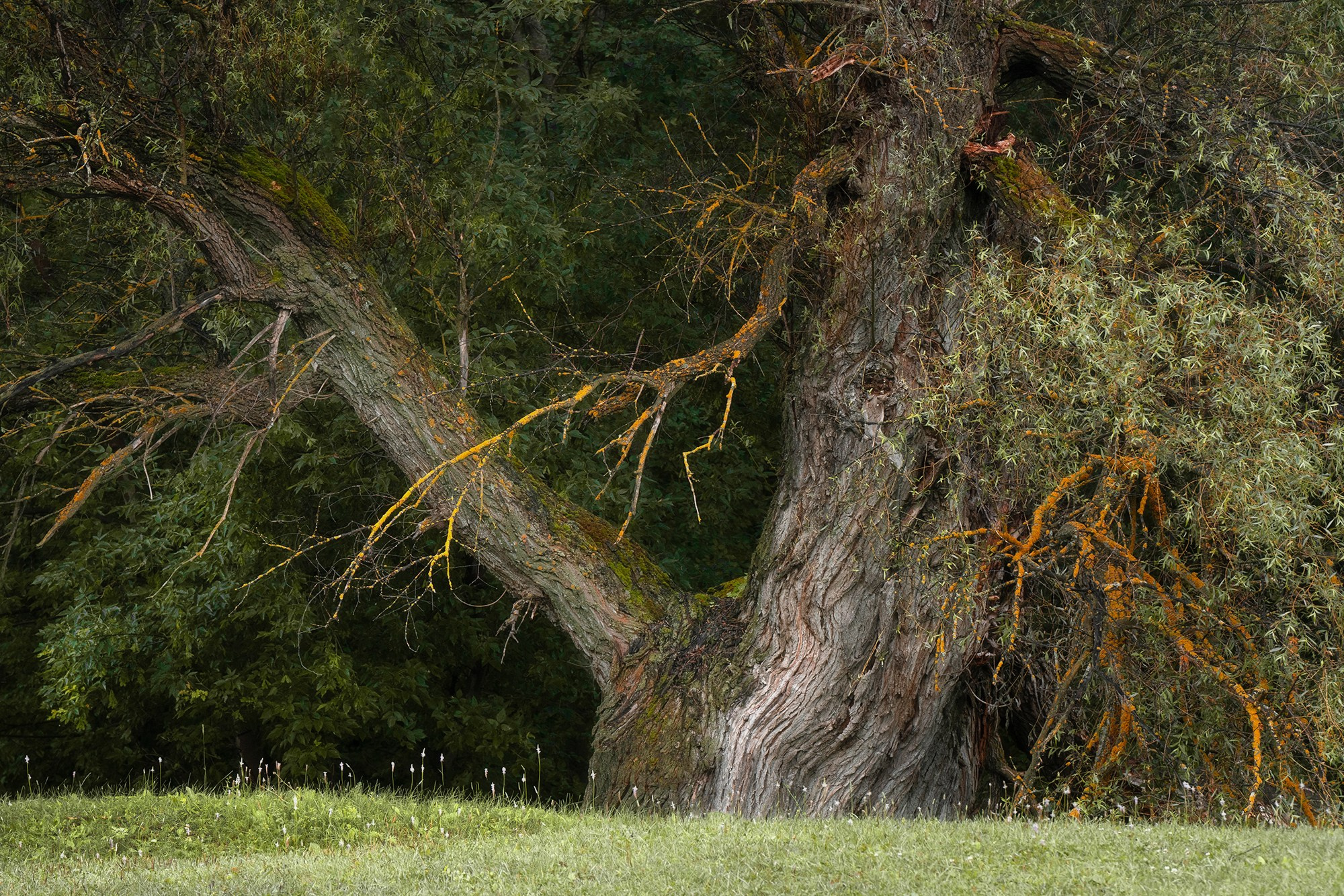 Лето, лес, деревья…. Пейзажный фотограф Руслан Лукманов