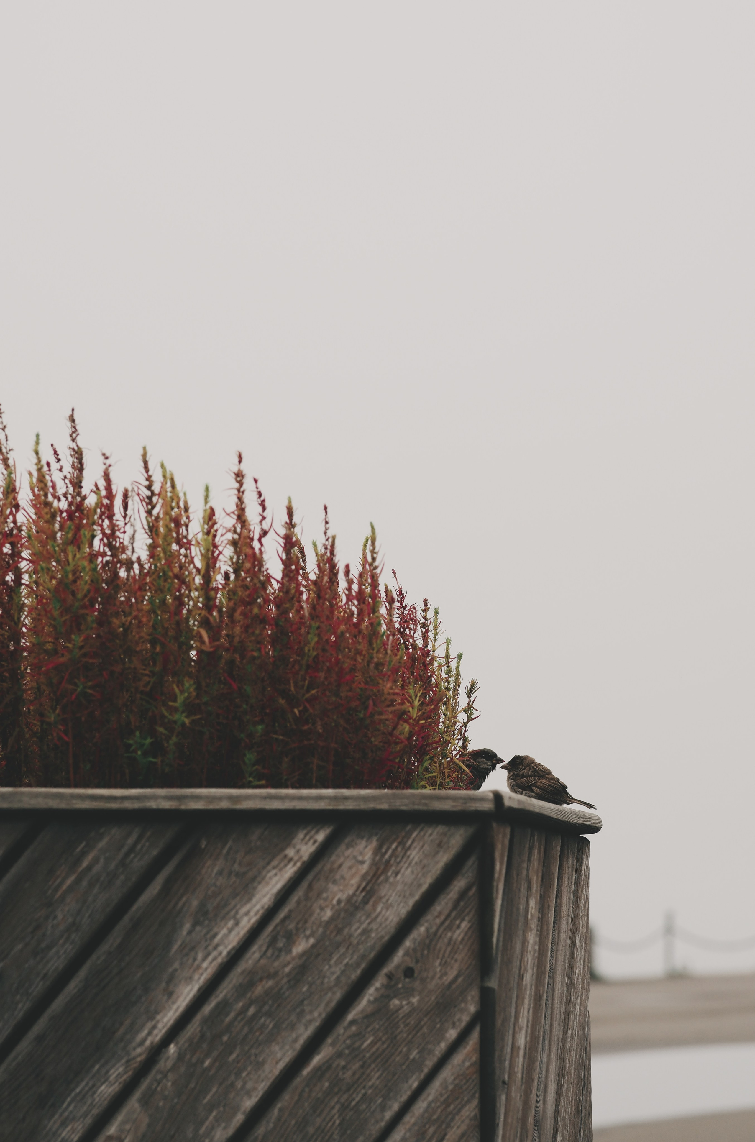 Туман. Семейный фотограф в Красноярске Лизоркина Вера