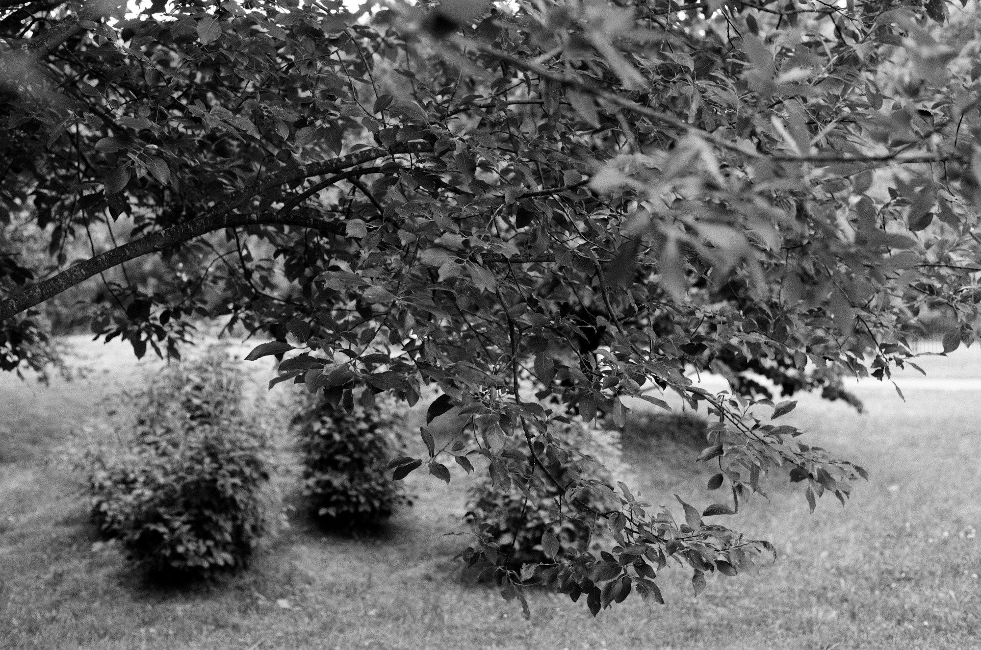 Мещерский парк. Другой Павел Поцелуев. Фотограф в 2025 году