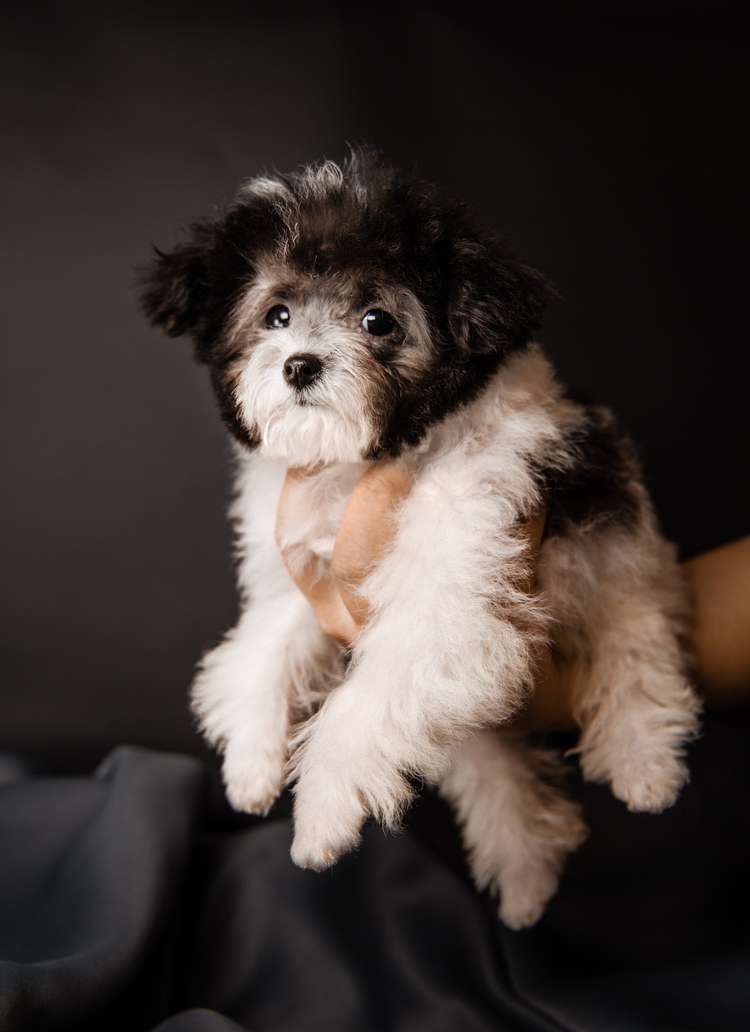 Фотограф Татьяна Марсуверских г. Жуковский, Москва и Мо. Репортажные съёмки, фотосессии,  фотограф анималист, фотосъёмка животных. Фотограф для маркетплейсов, фотоуслуги в Жуковском Татьяна Марсуверских