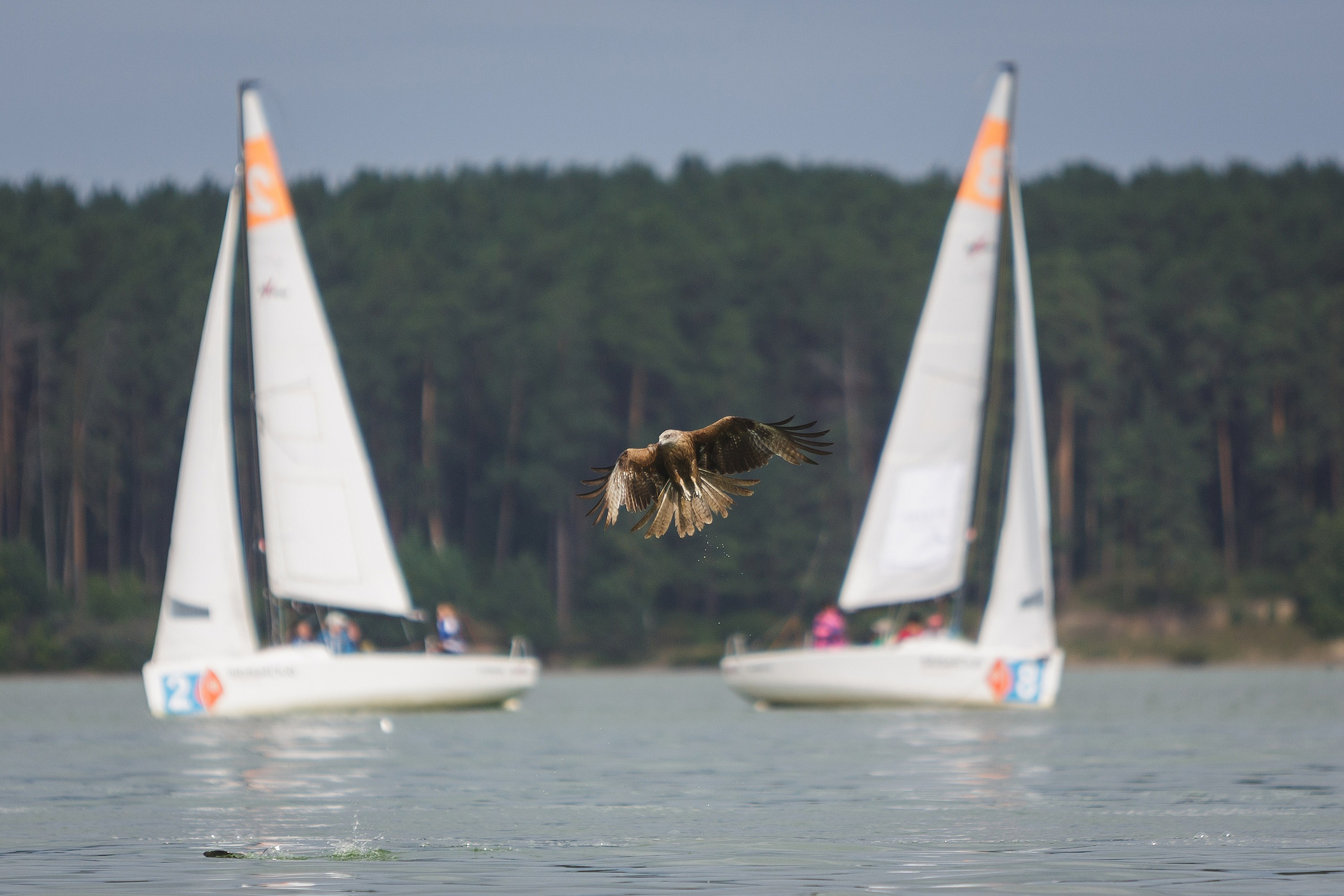 ЯХТИНГ. Roman Photo