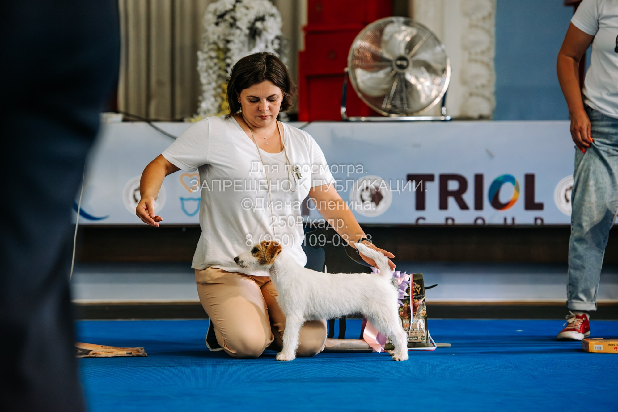 Национальная выставка собак всех пород ранга САС-IKU «Кубок Красноярск. Фотограф Диана Оленина Красноярск / Братск