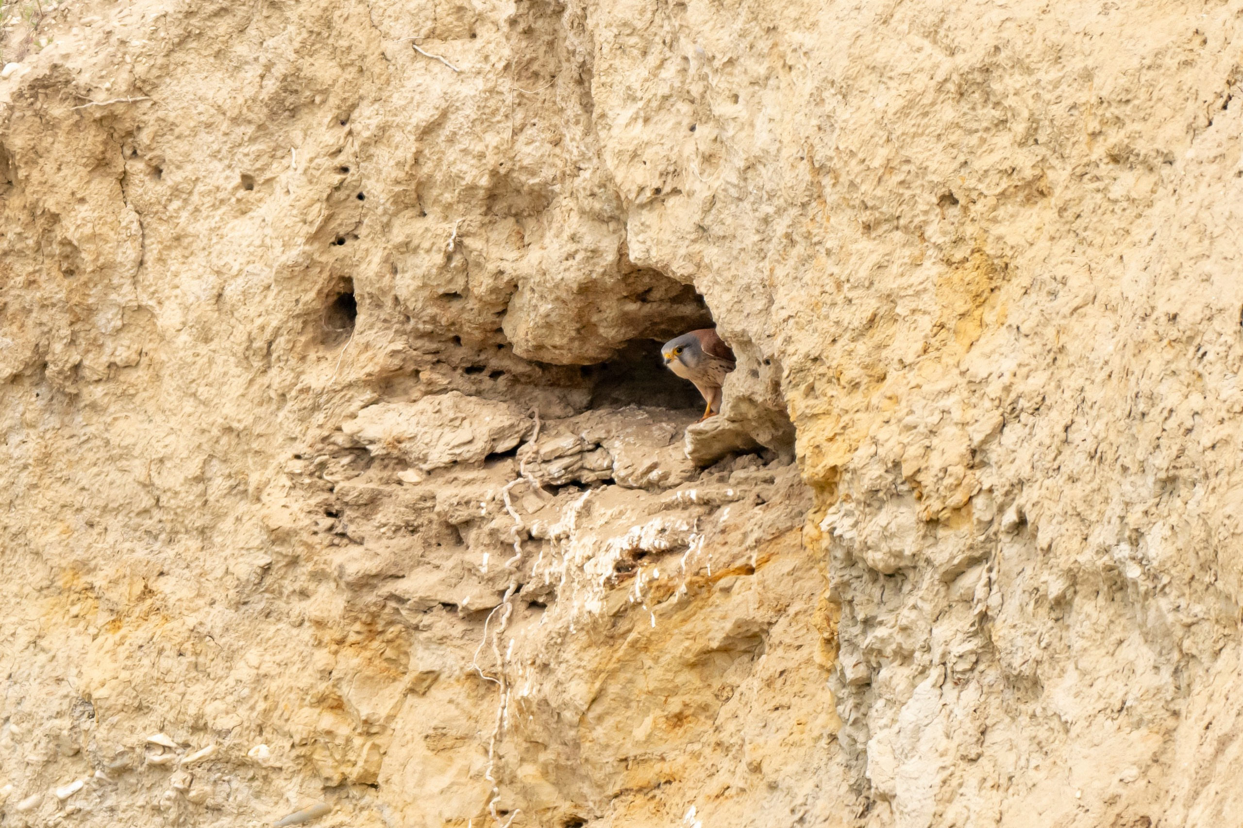 Дикая природа Дагестана. Май 2025 г. Foto-Zuev фотография как искусство